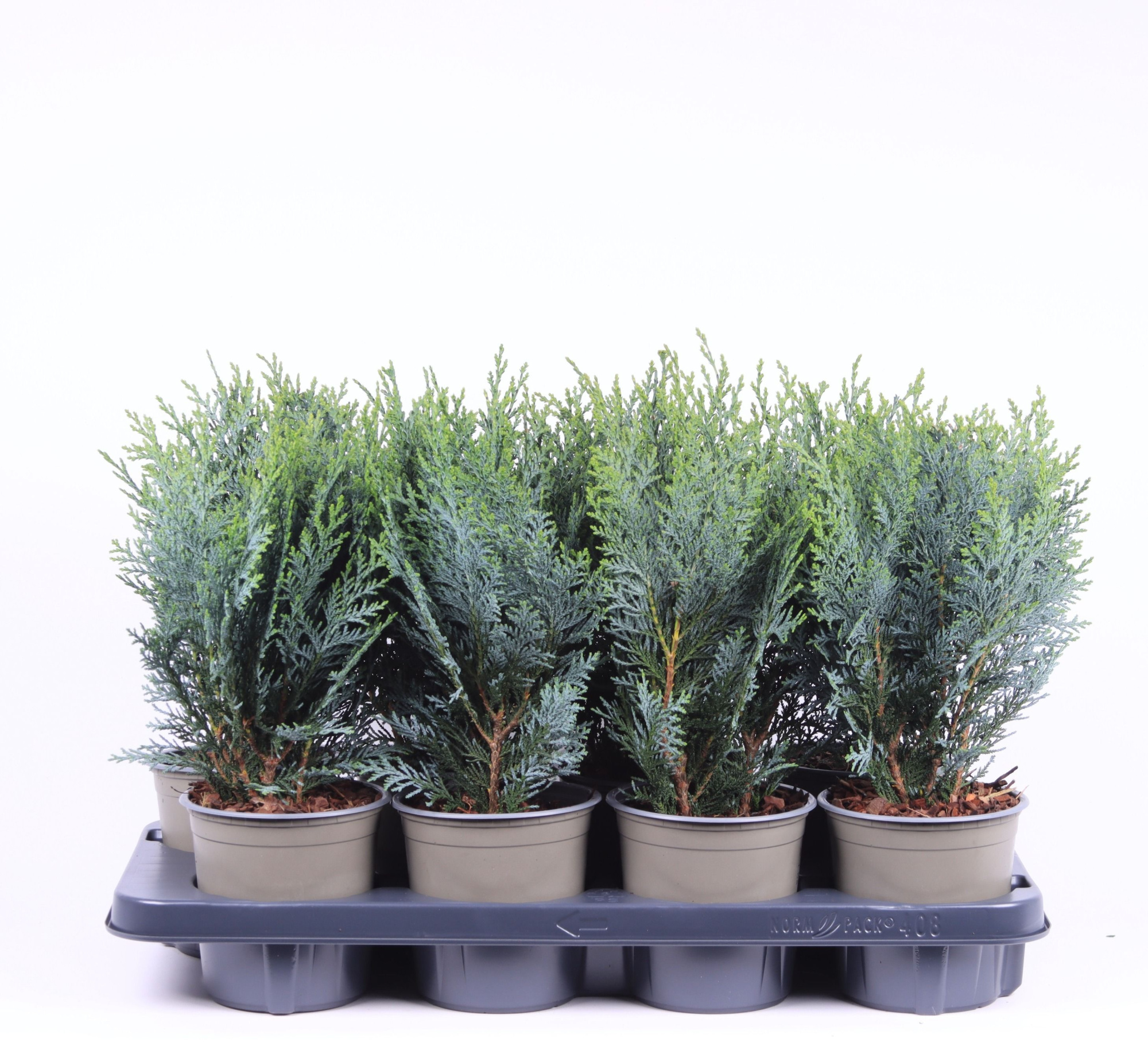 Chamaecyparis lawsoniana 'Pelt's Blue', D 13 cm