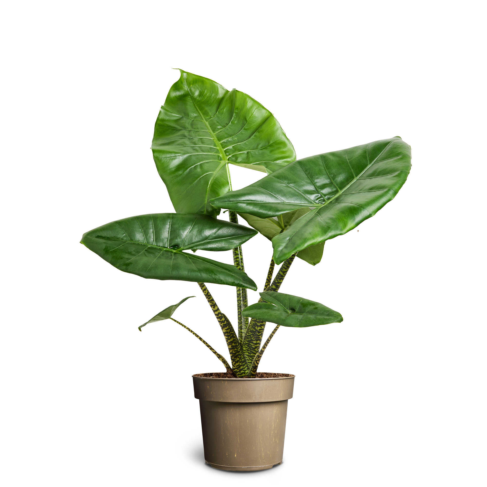 Alocasia 'Little Zebrina', D 24