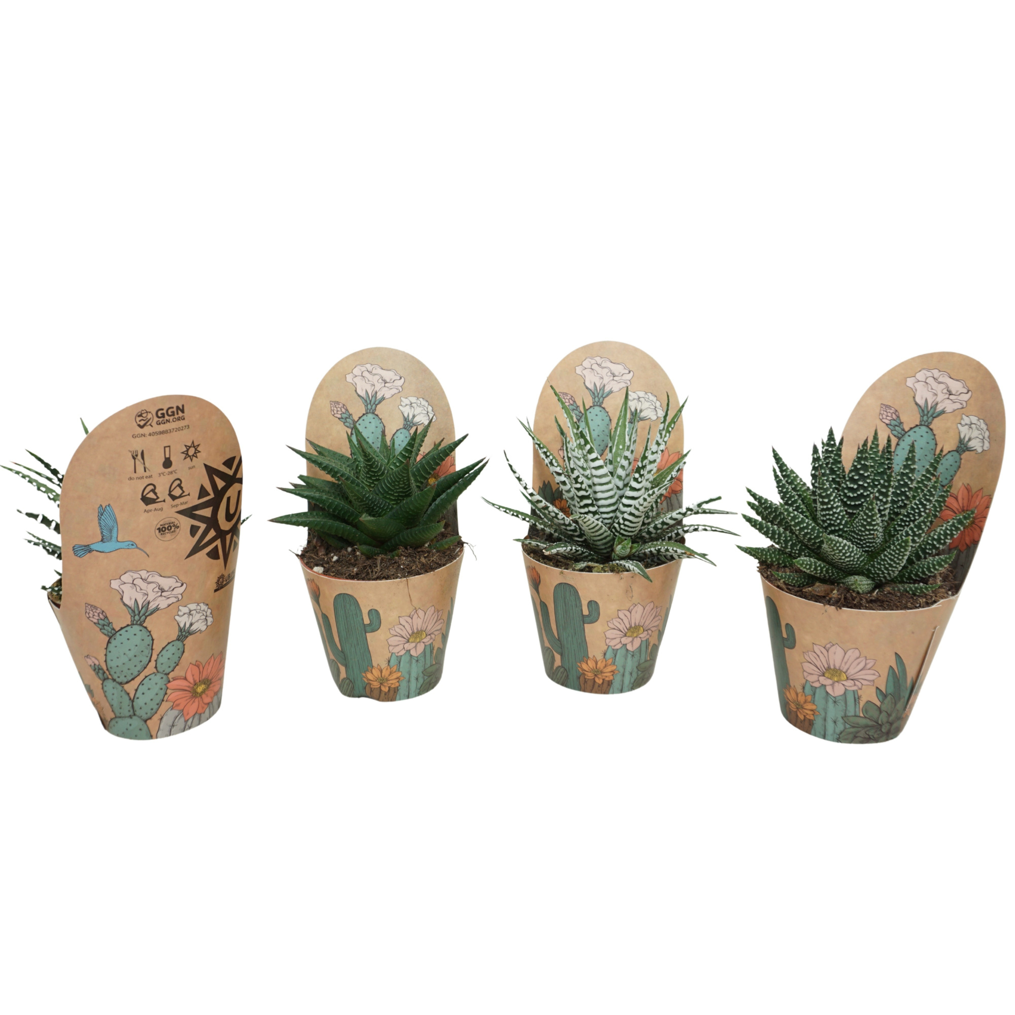 Haworthia de luxe mix 8,5 cm in Ubink potcover, D 8,5 cm