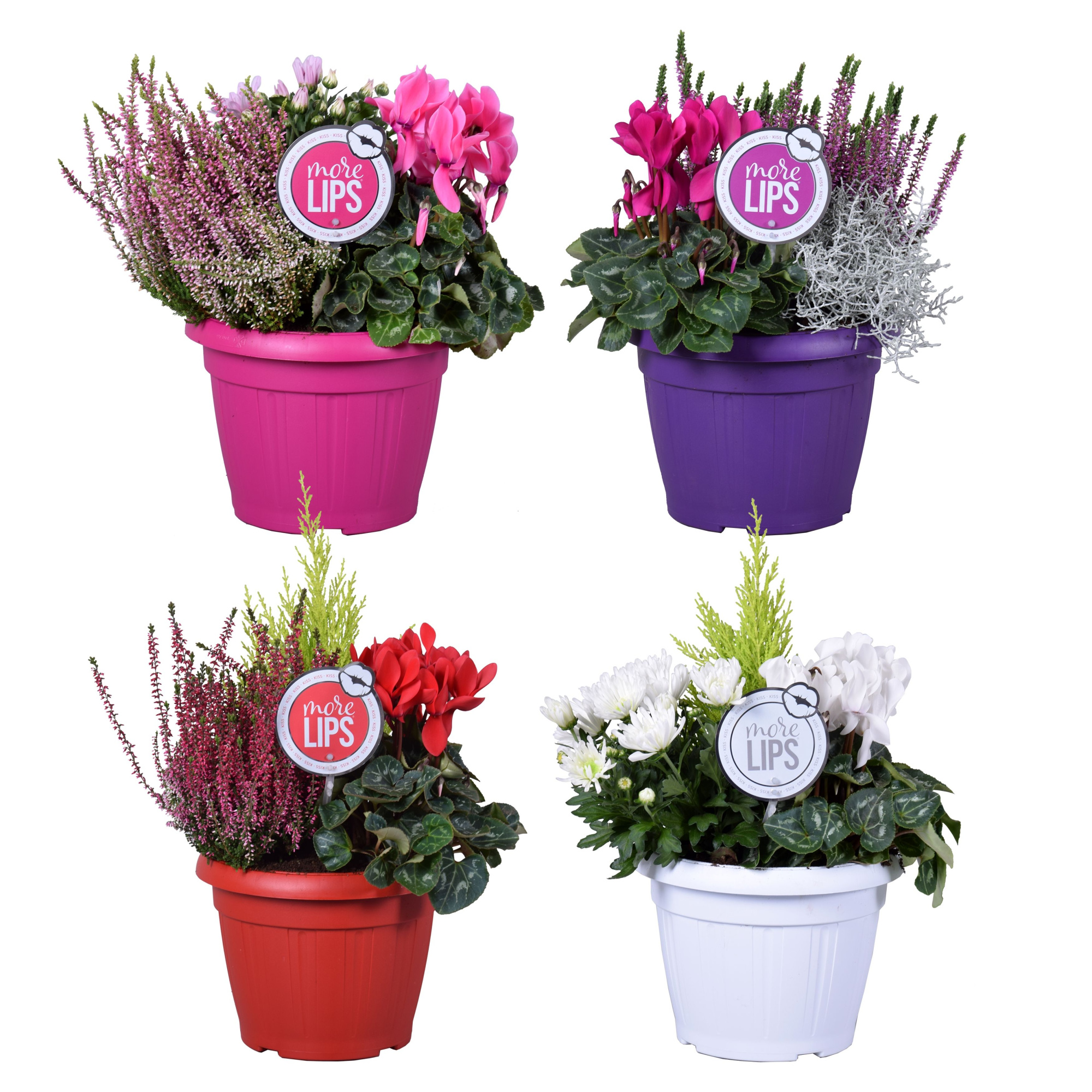 MoreLIPS® Autumn trio in patiopot 'Falls', D 22 cm