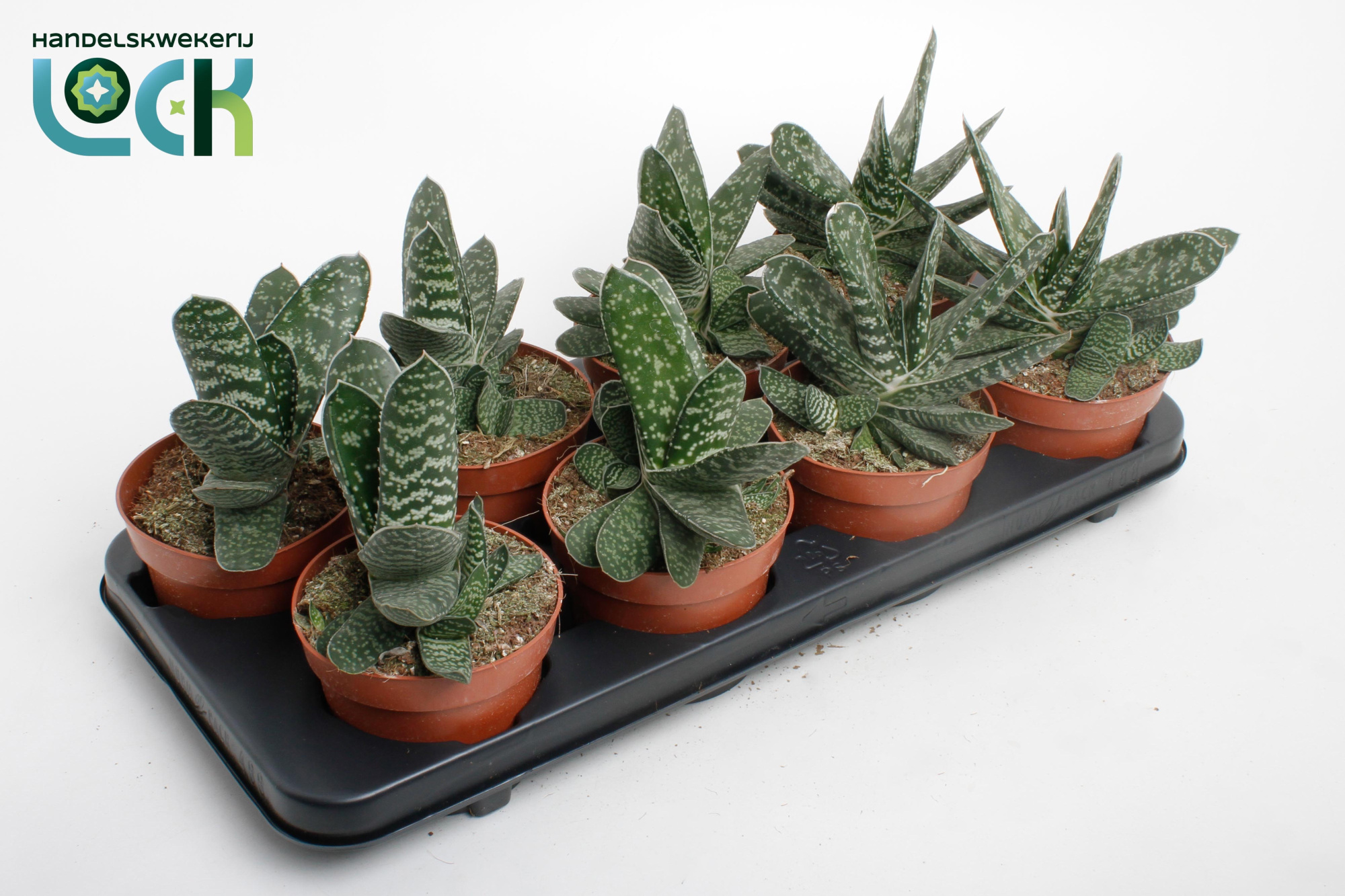 Gasteria Amour, D 12