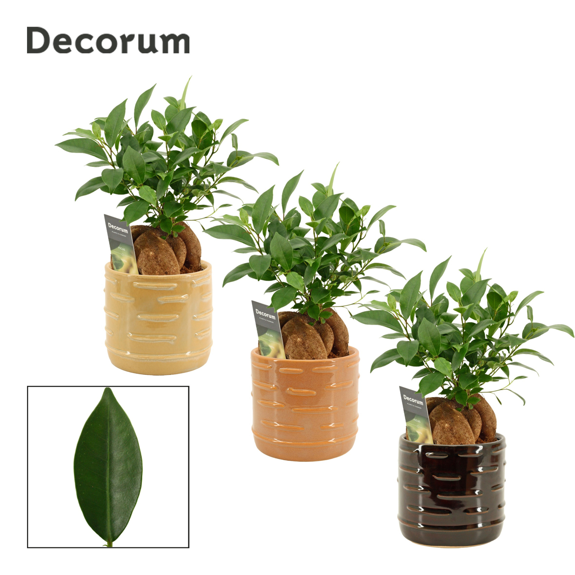 Ficus Ginseng 12 cm Retusa in Lois (Deco-collection), D 12 cm