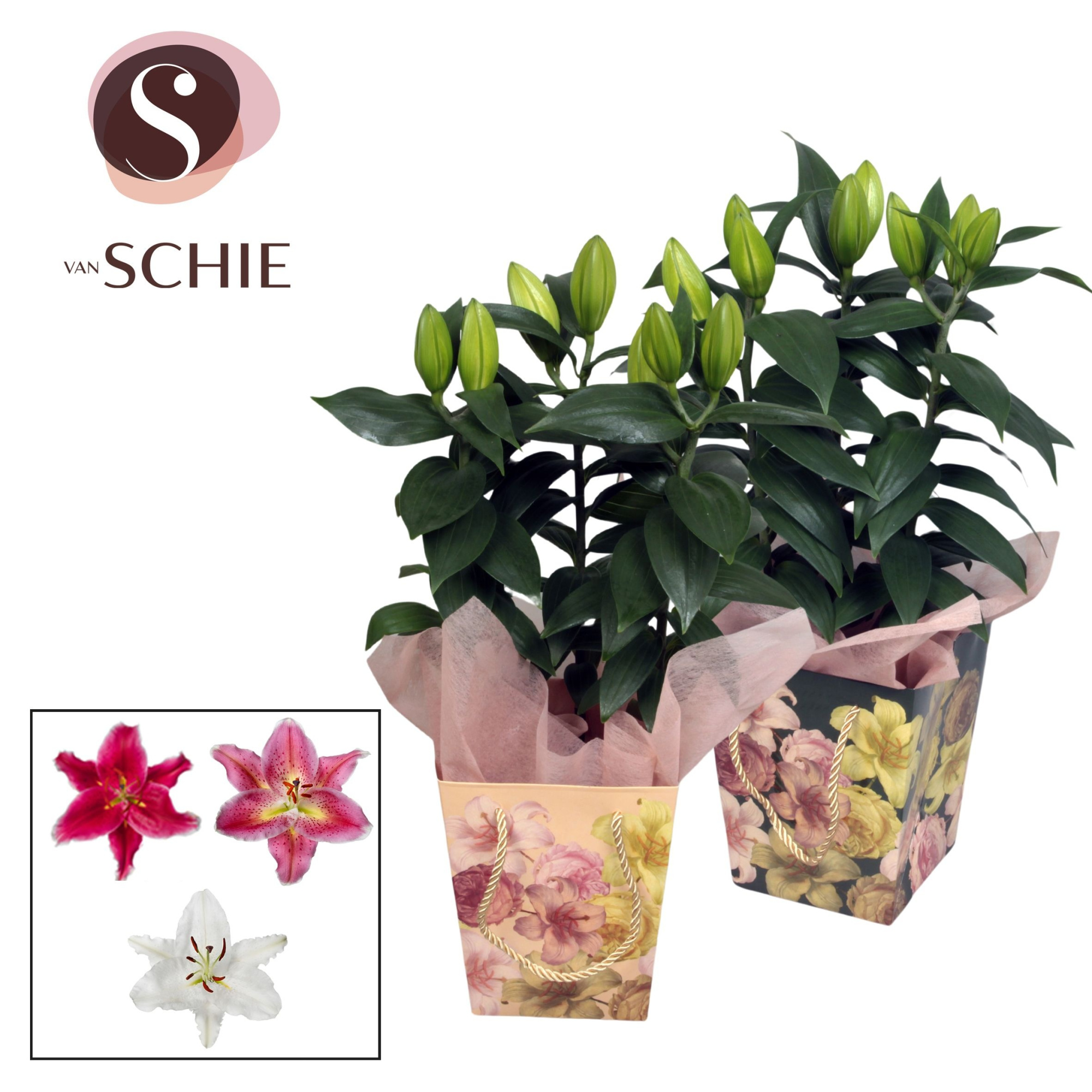 Oriental 13cm Bag BLUSH mix, D 13 cm