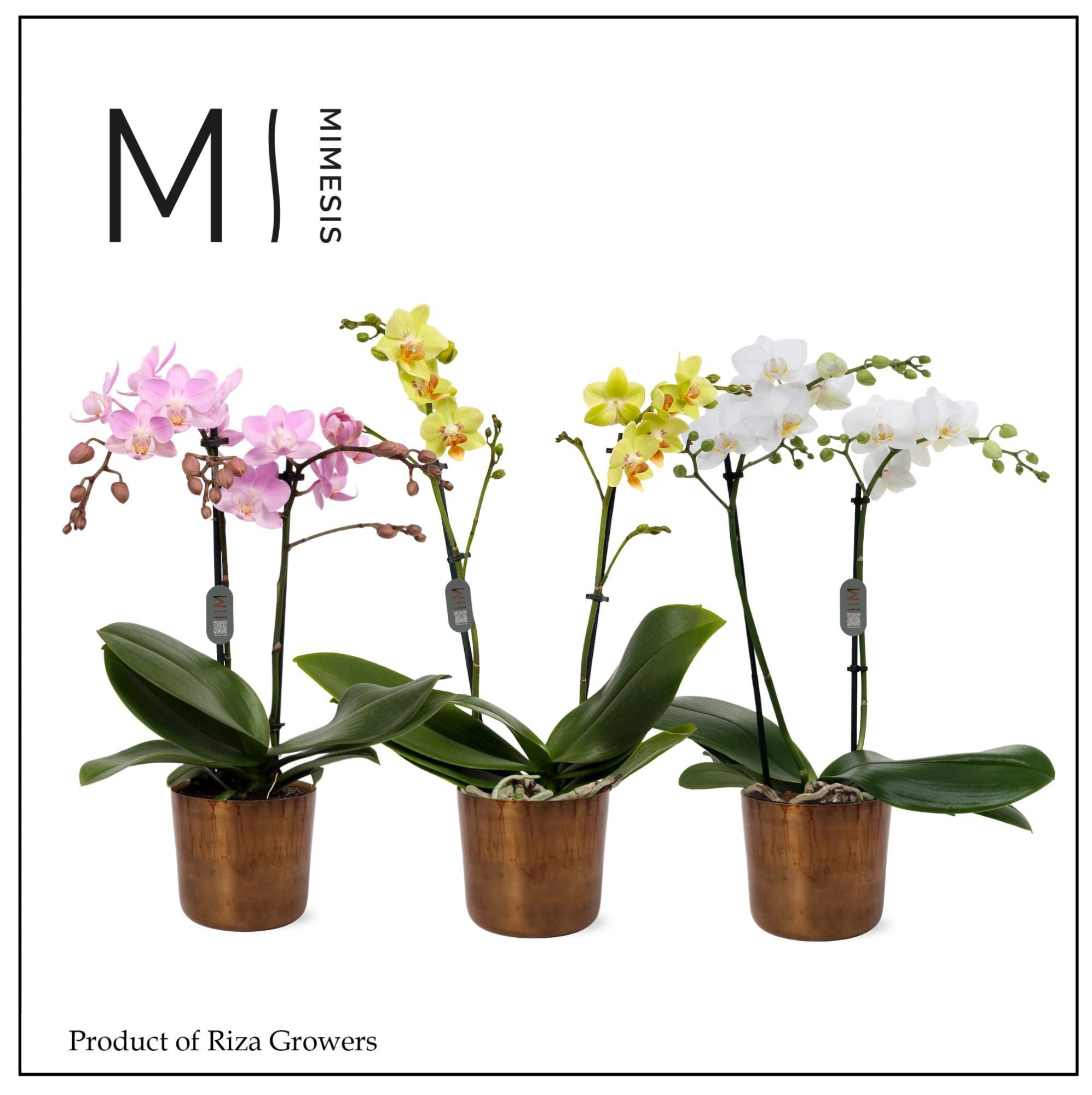 Phalaenopsis Multi Mix 2 spike - 12cm in Jess Old Camel Metal | Mimesis, D 12 cm