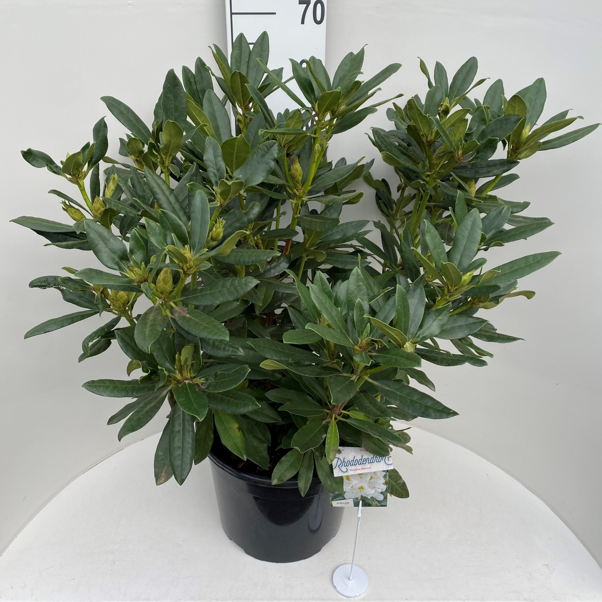 Rhododendron 'Madame Masson', D 36 cm