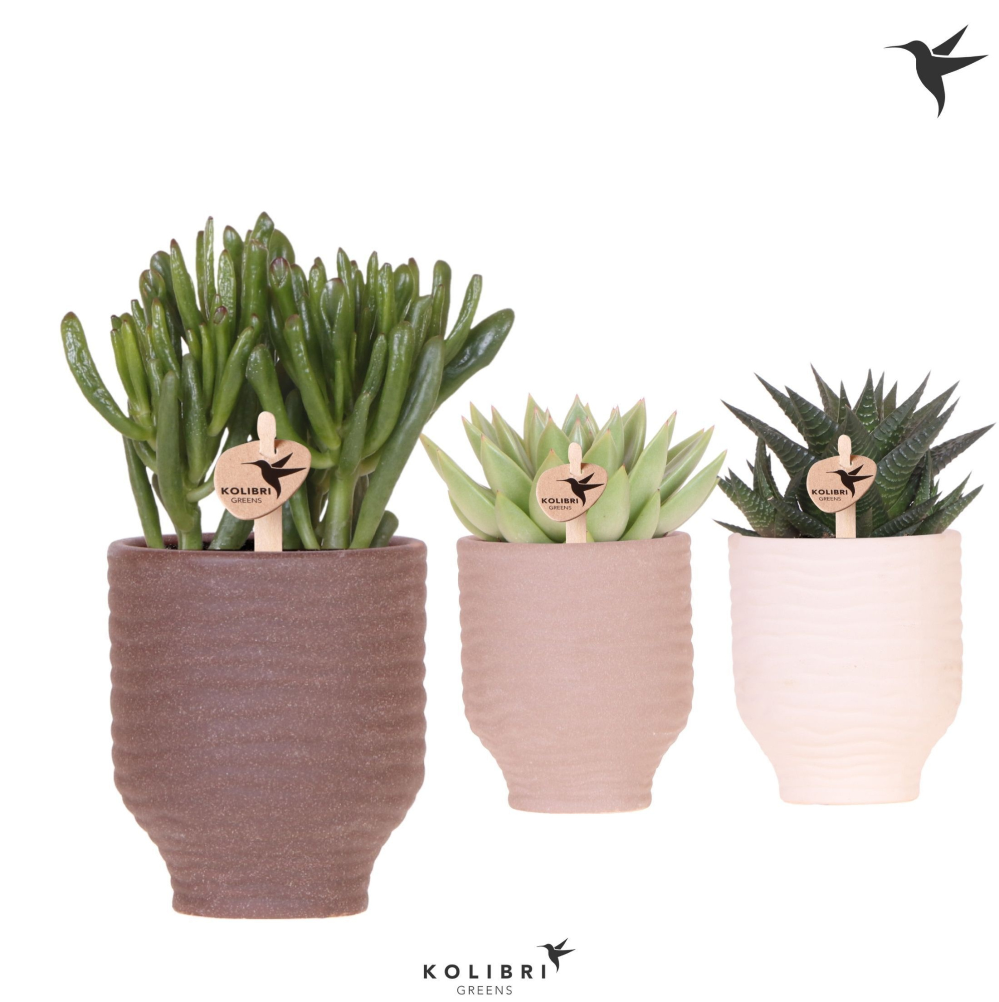 Kolibri Greens Succulenten mix in Beach pot mix, D 9 cm