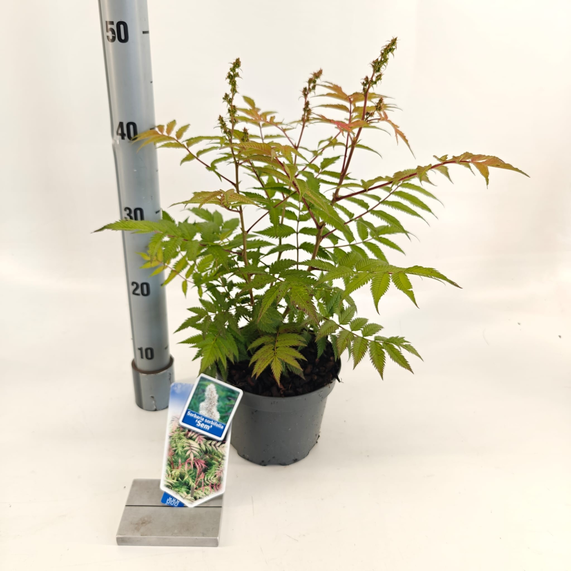 Sorbaria sorb. 'Sem' PBR, D 17 cm
