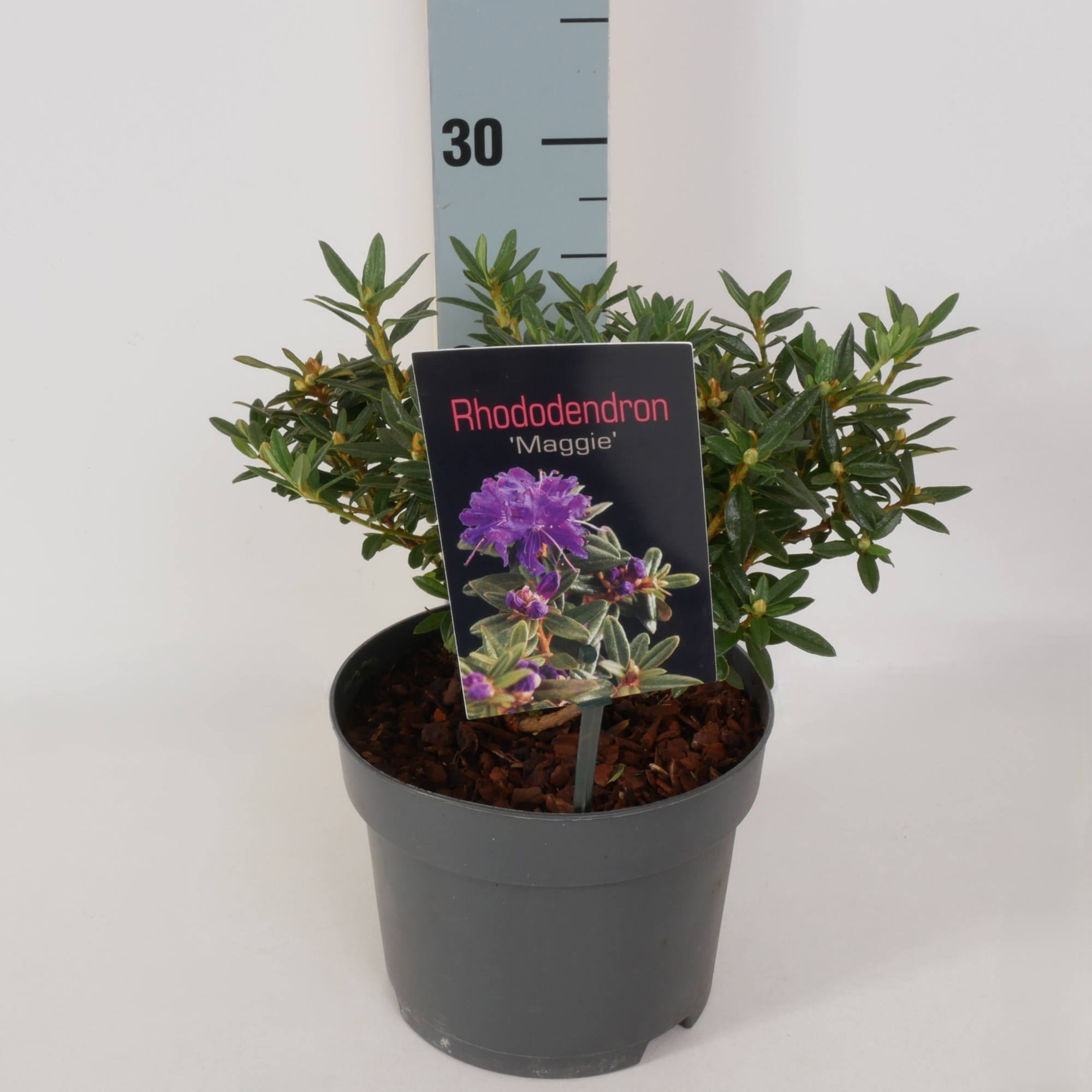 Rhododendron 'Impeditum Maggie' P17, D 17