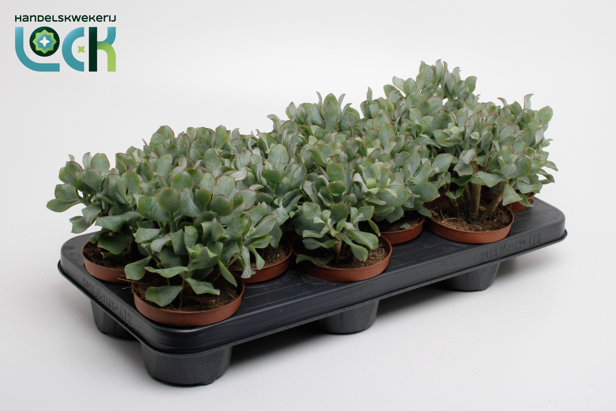 Crassula Arborensis Cristaat, D 10,5 cm