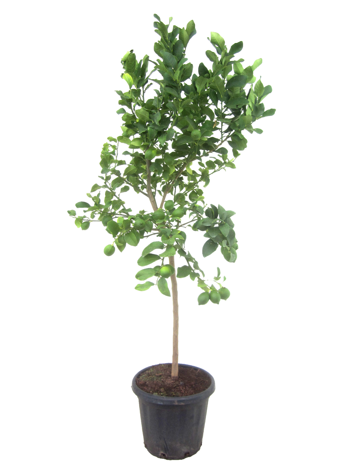 Citrus lemon, D 40 cm