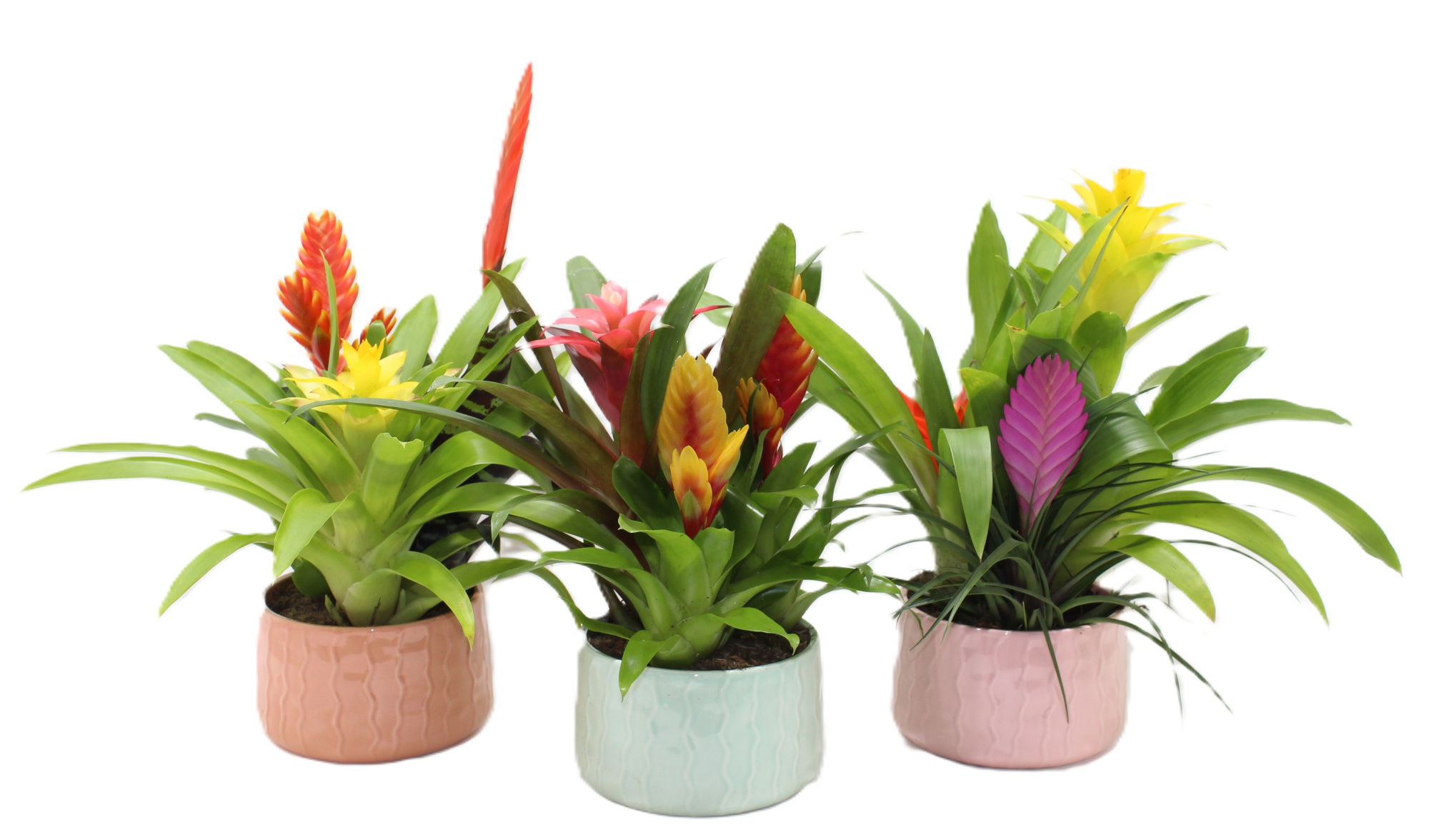 Bromelia Coupe Belize 16cm, D 16