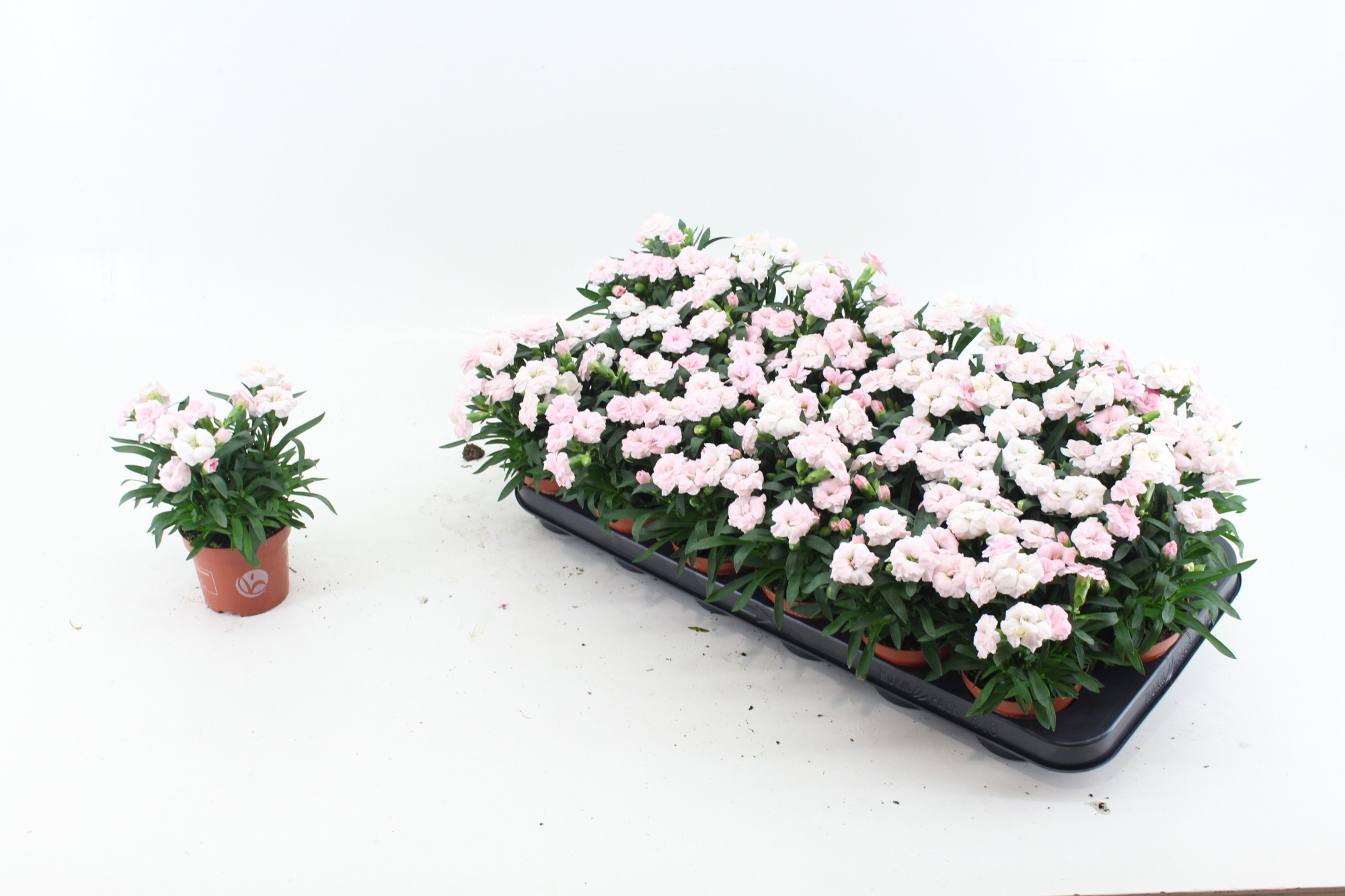 Dianthus White, D 9