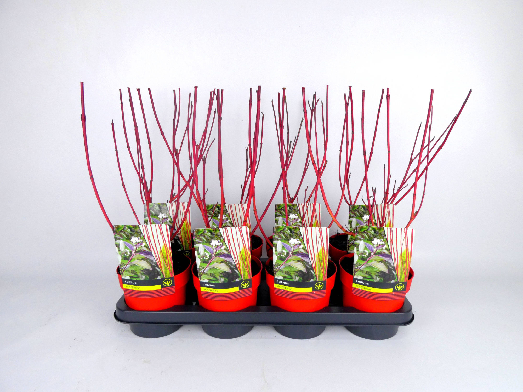 Cornus Alba 'Sibirica' Kleurpot, D 14