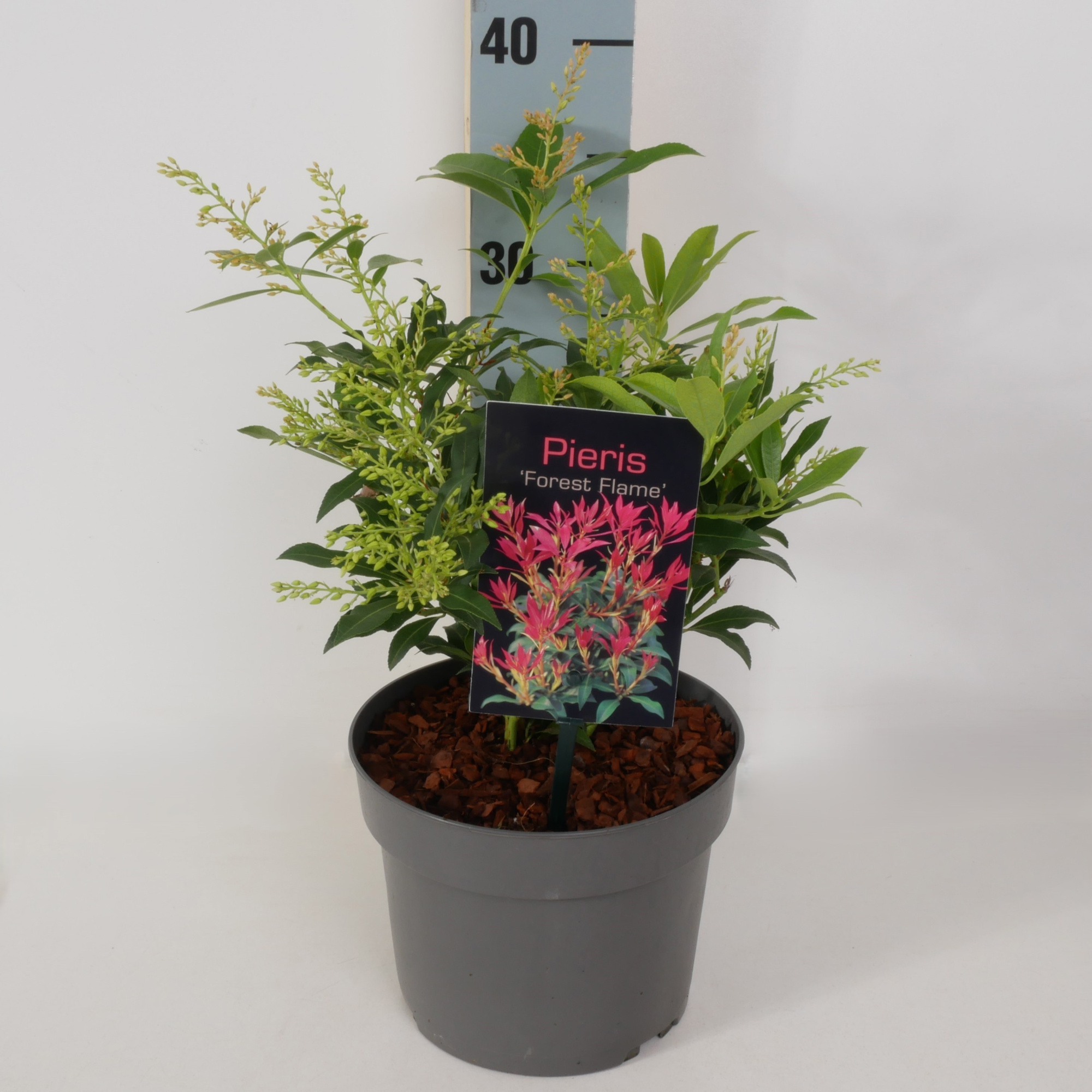 Pieris 'Forest Flame' P17, D 17
