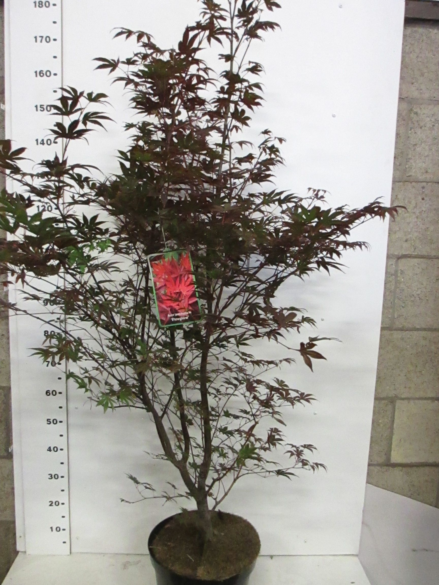 Acer palm. Fireglow 125-150 P32, D 32 cm