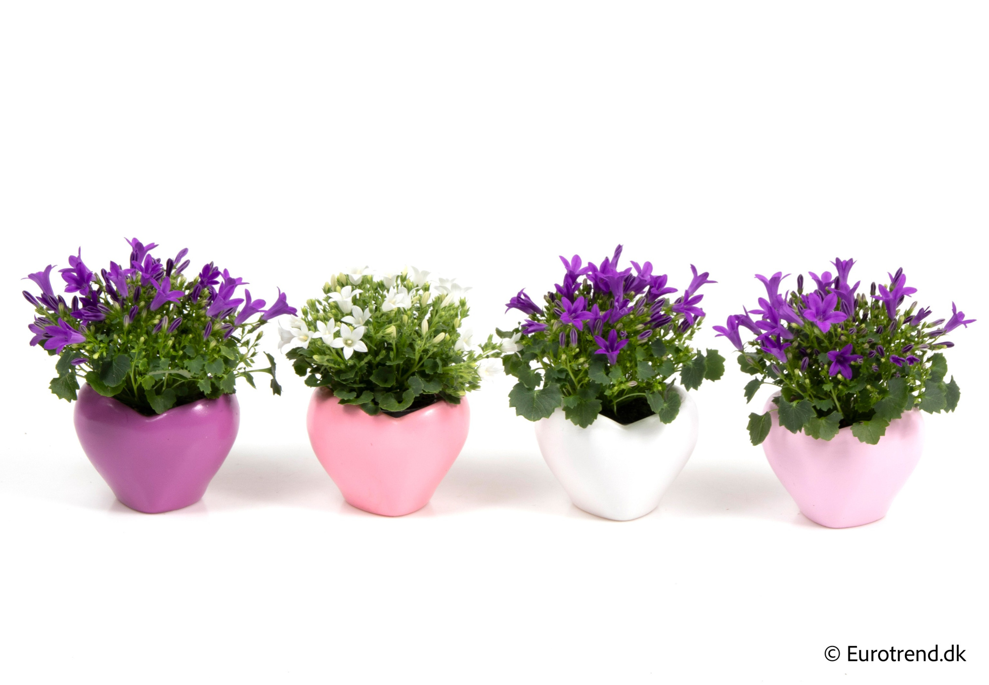 Campanula in Valentine ceramic 2026, D 6