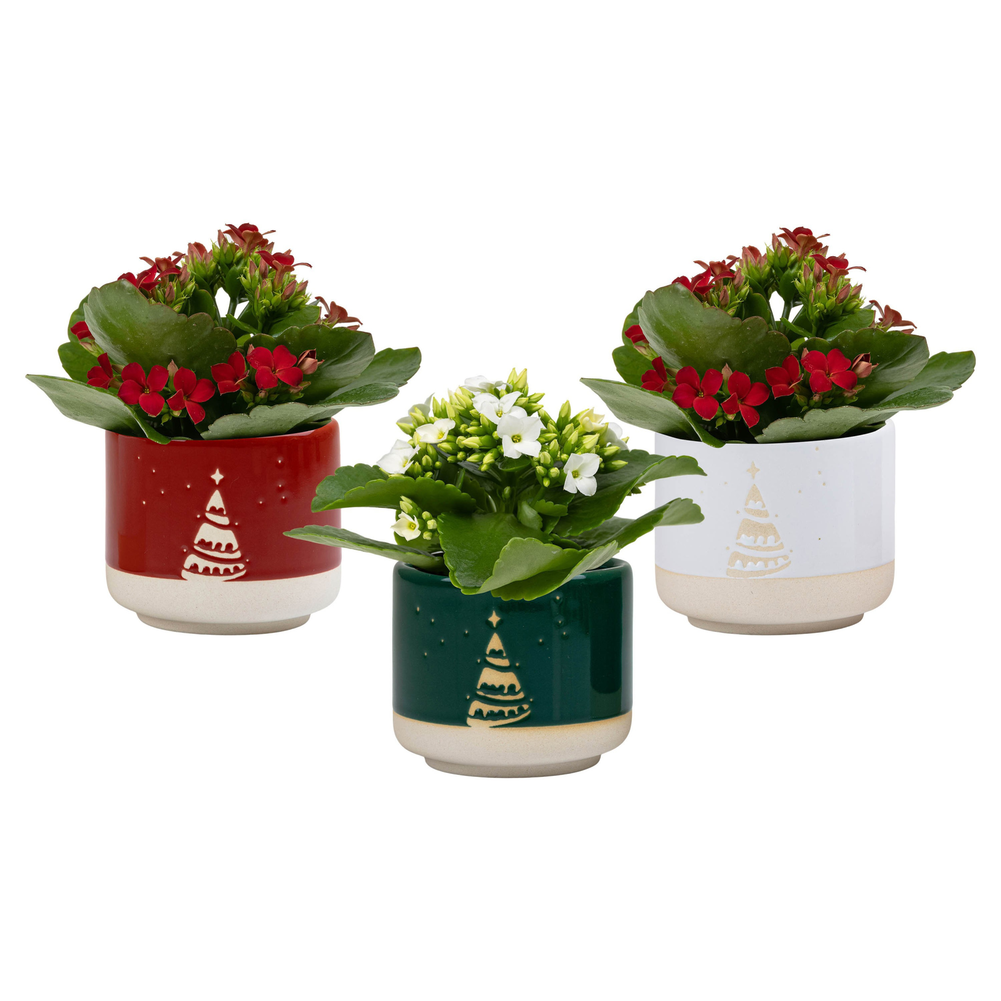 Winter Night with Kalanchoe, D 6