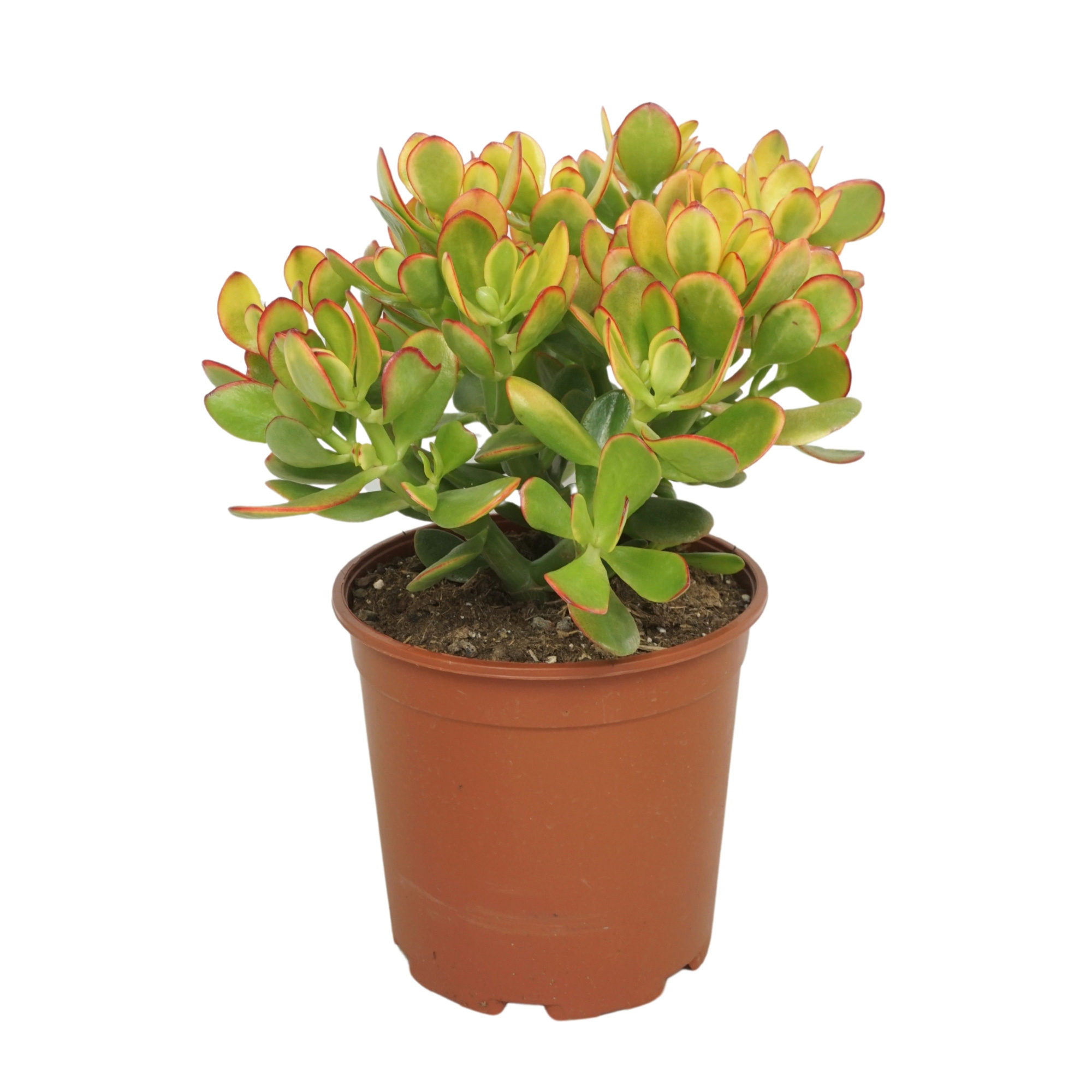 Crassula sunset 21 cm, D 21 cm