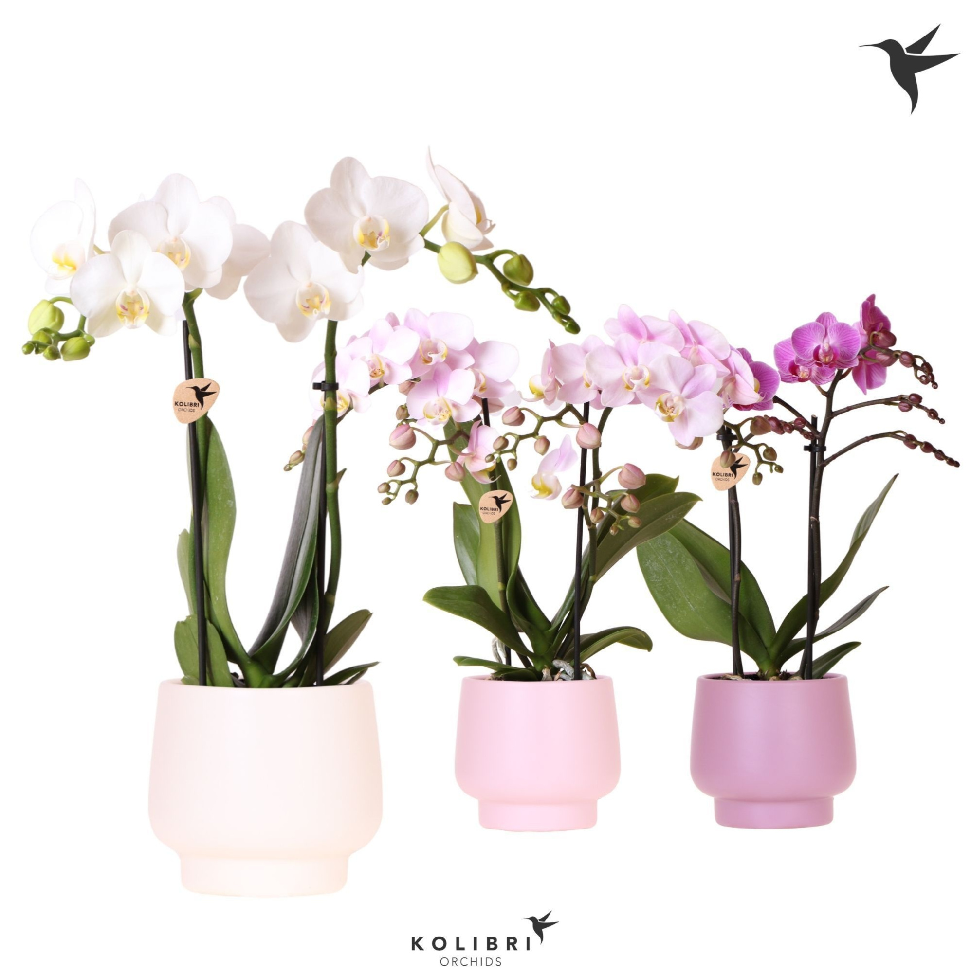 Kolibri Orchids Phalaenopsis mix 2 spike in Scandic pot mix, D 9