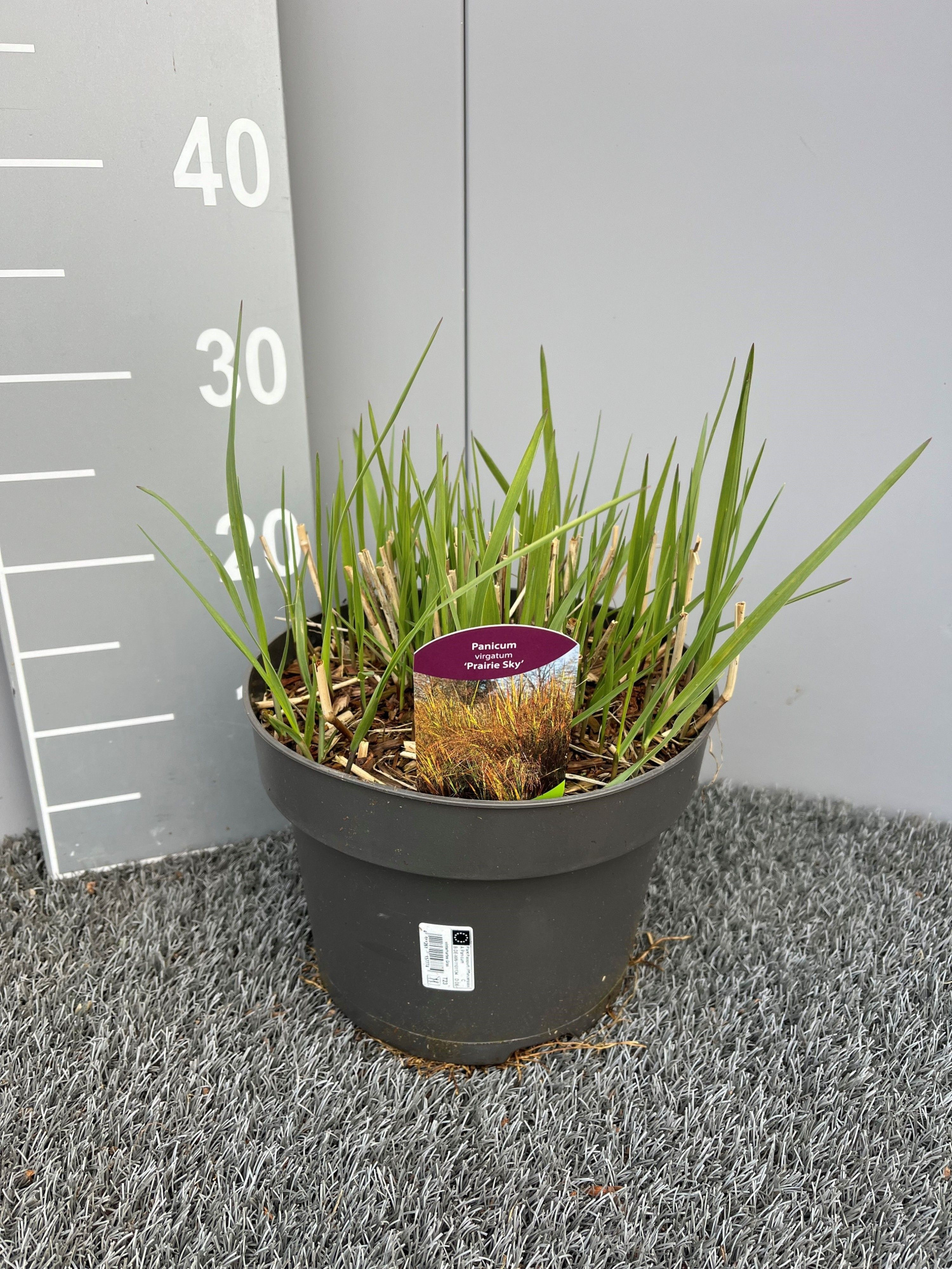 Panicum virgatum 'Prairie Sky', blauw, D 23