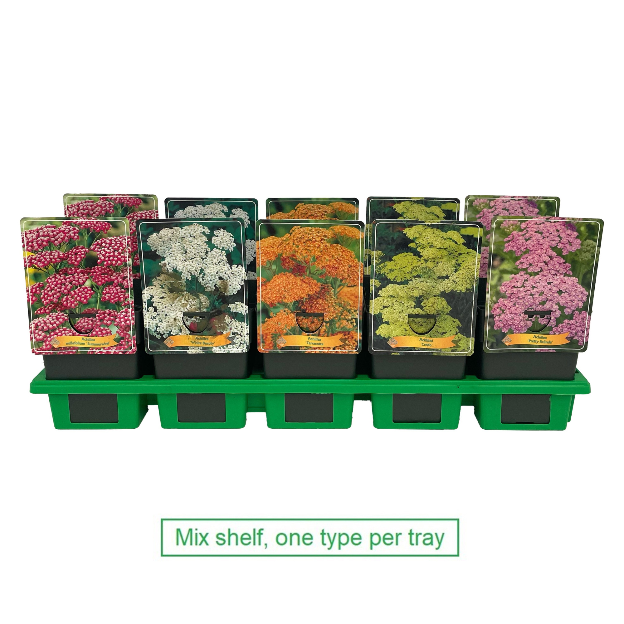 Achillea mix 6x10 srt. per laag P11, D 11 cm