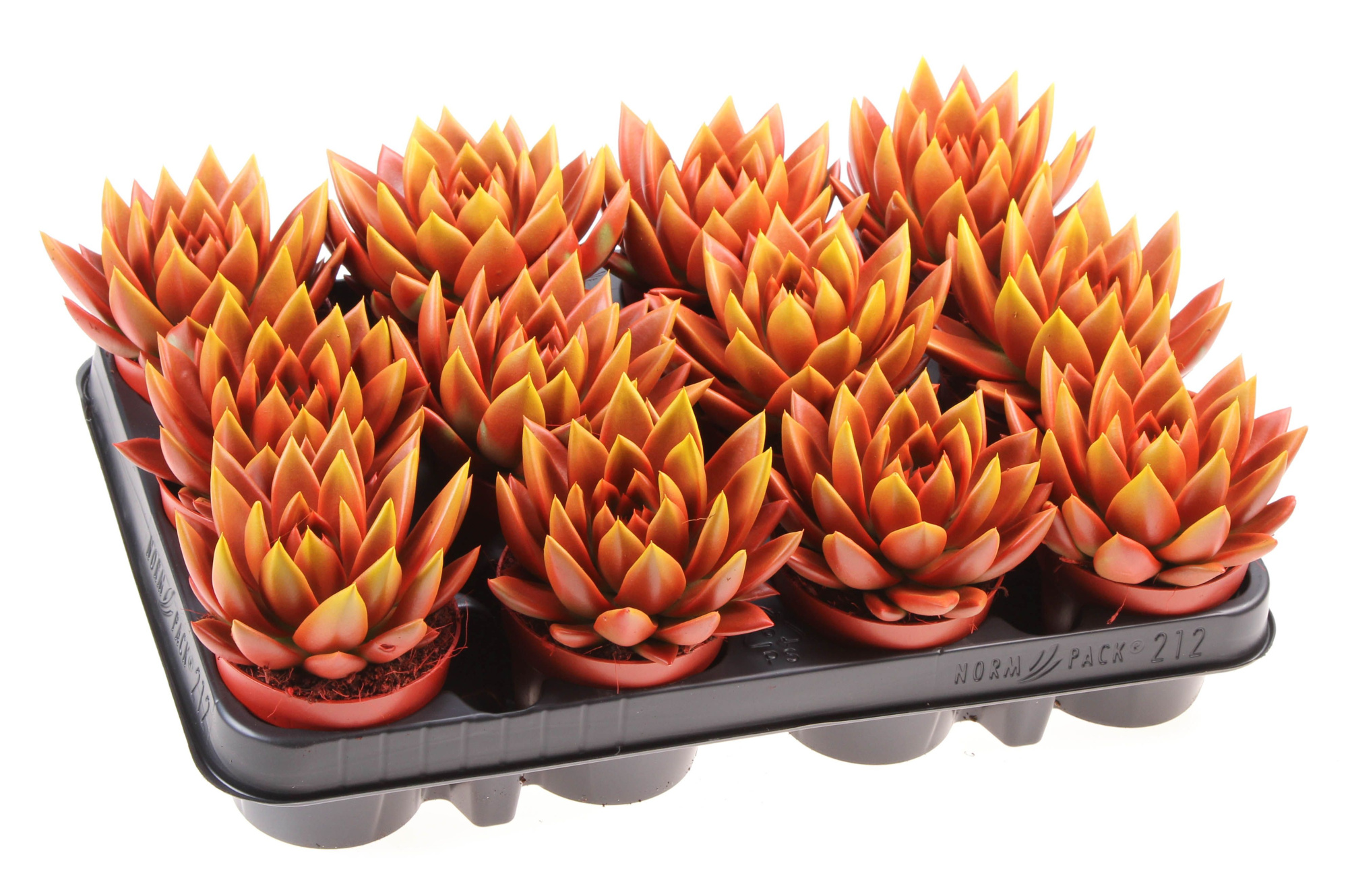 Rainbow bicolor red + yellow point, D 8,5 cm