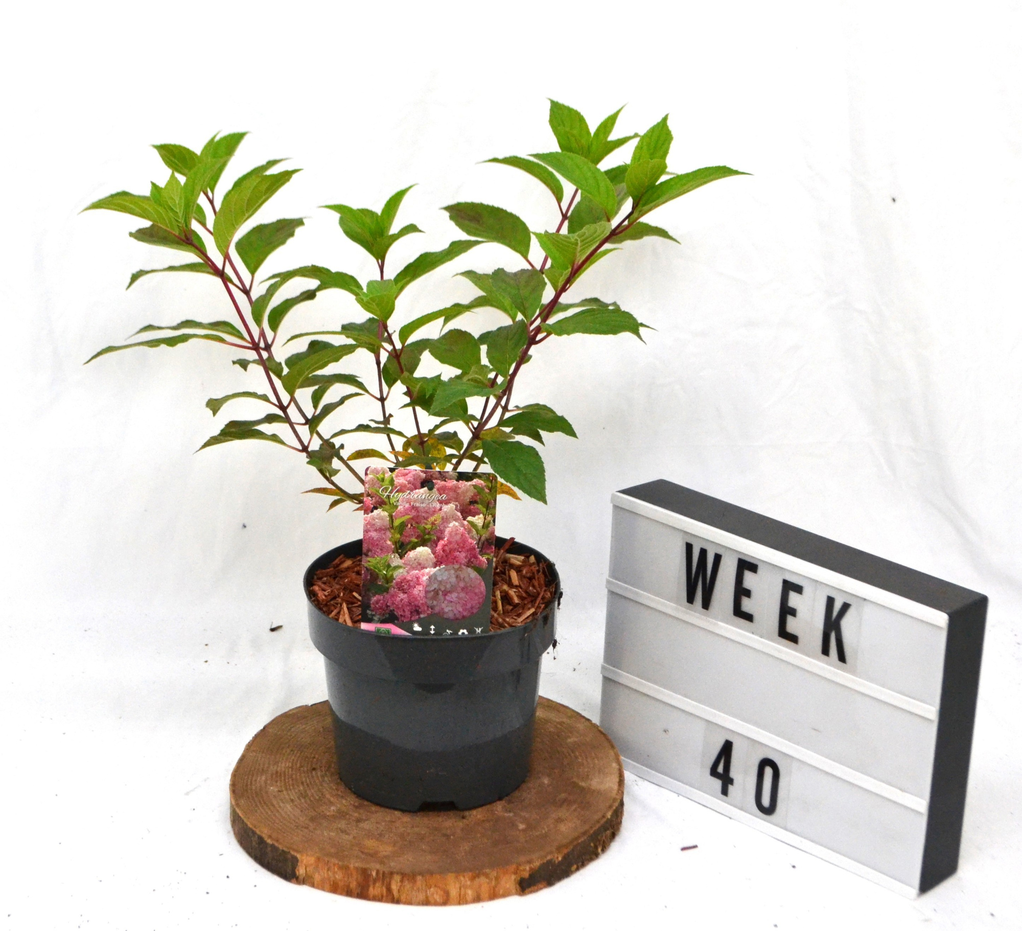 Hydrangea pan. 'Vanille-Fraise' C3 30-40, D 19 cm