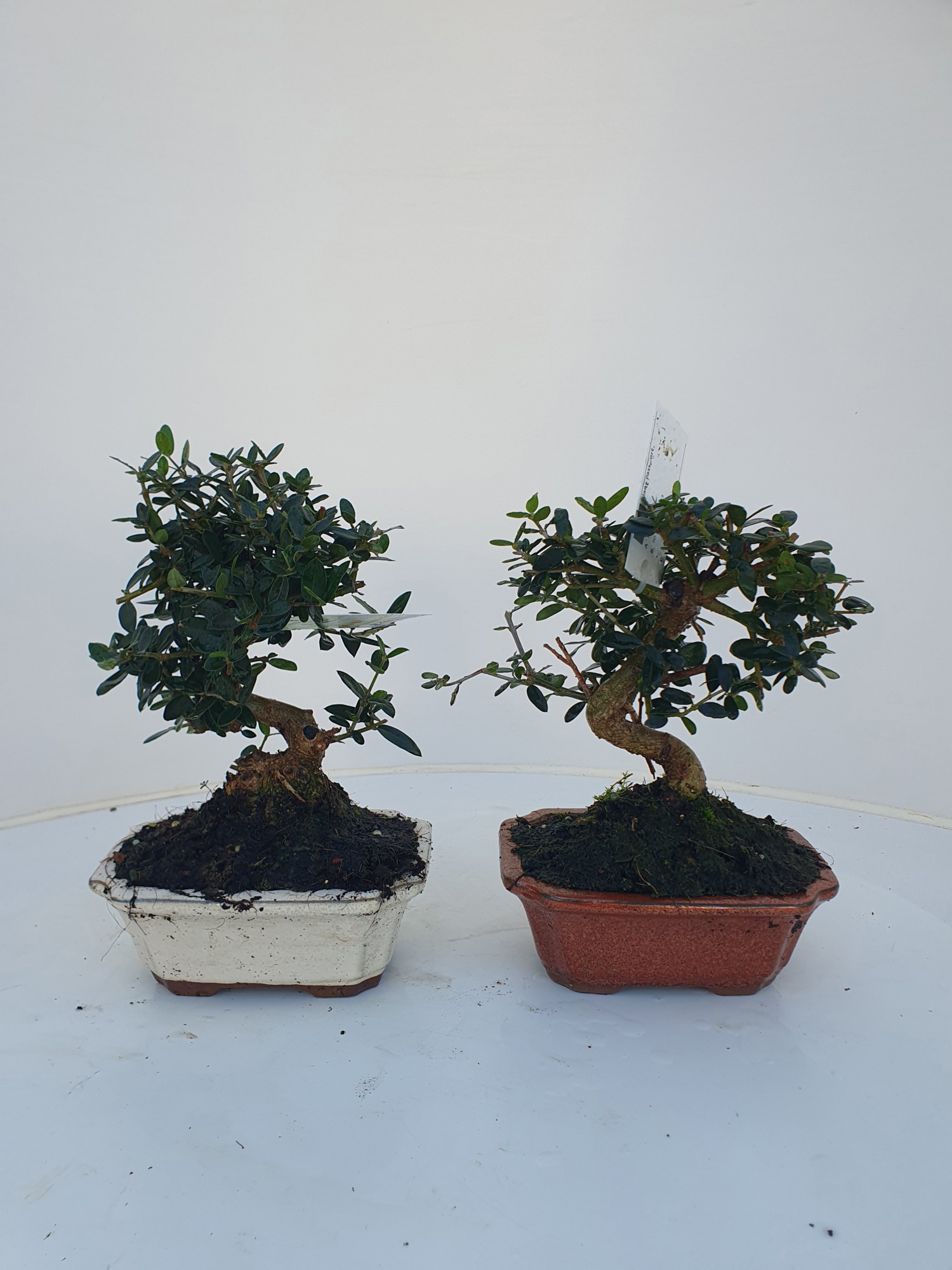 Olea sylvestris, pot 16cm., D 16