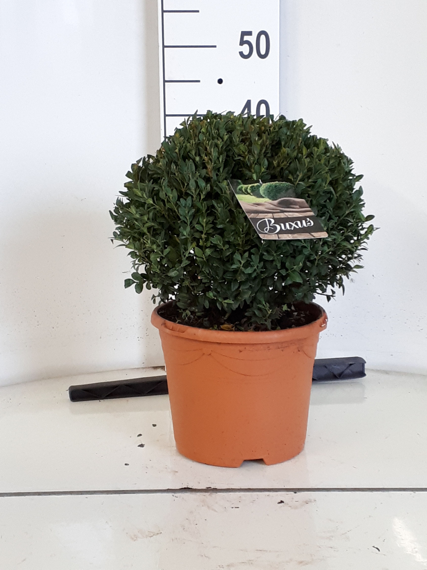 Buxus sempervirens bol 25, D 23 cm