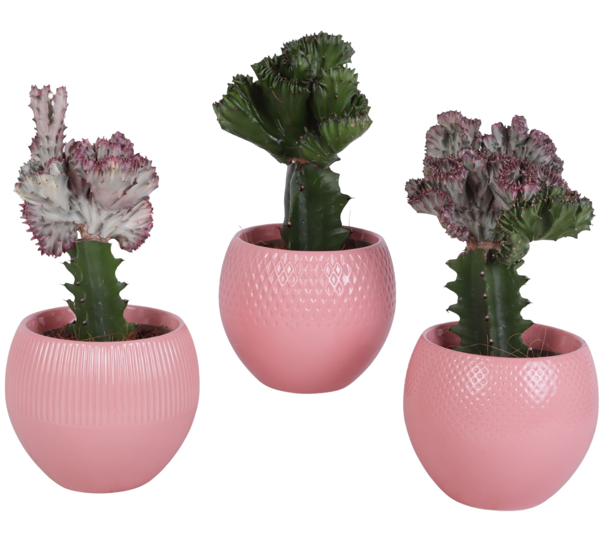 Cactus mix Euphorbia l. Ø12cm in Ø16cm Ball Pot Round Pink, D 16 cm