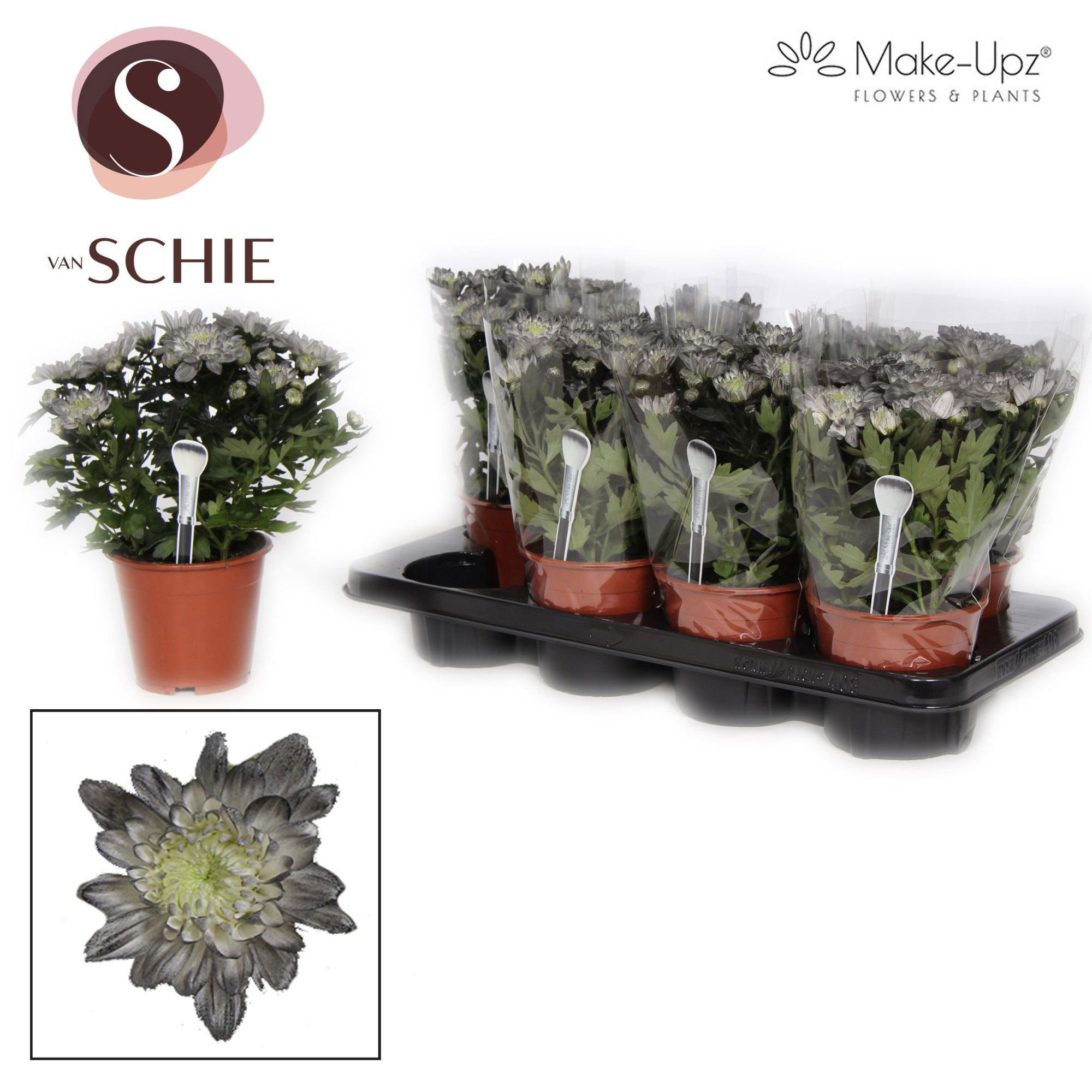 Chrysanne Grandezza Make-Upz® Black, D 13 cm