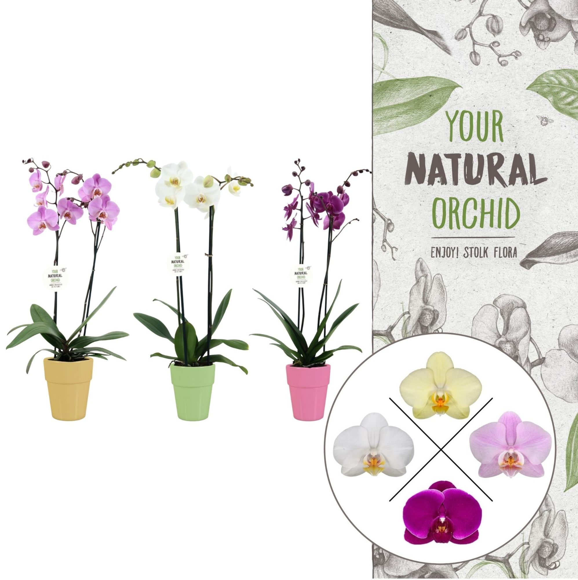 Your Natural Orchid | Mix in Elize pot | Phalaenopsis 2 spike, D 12