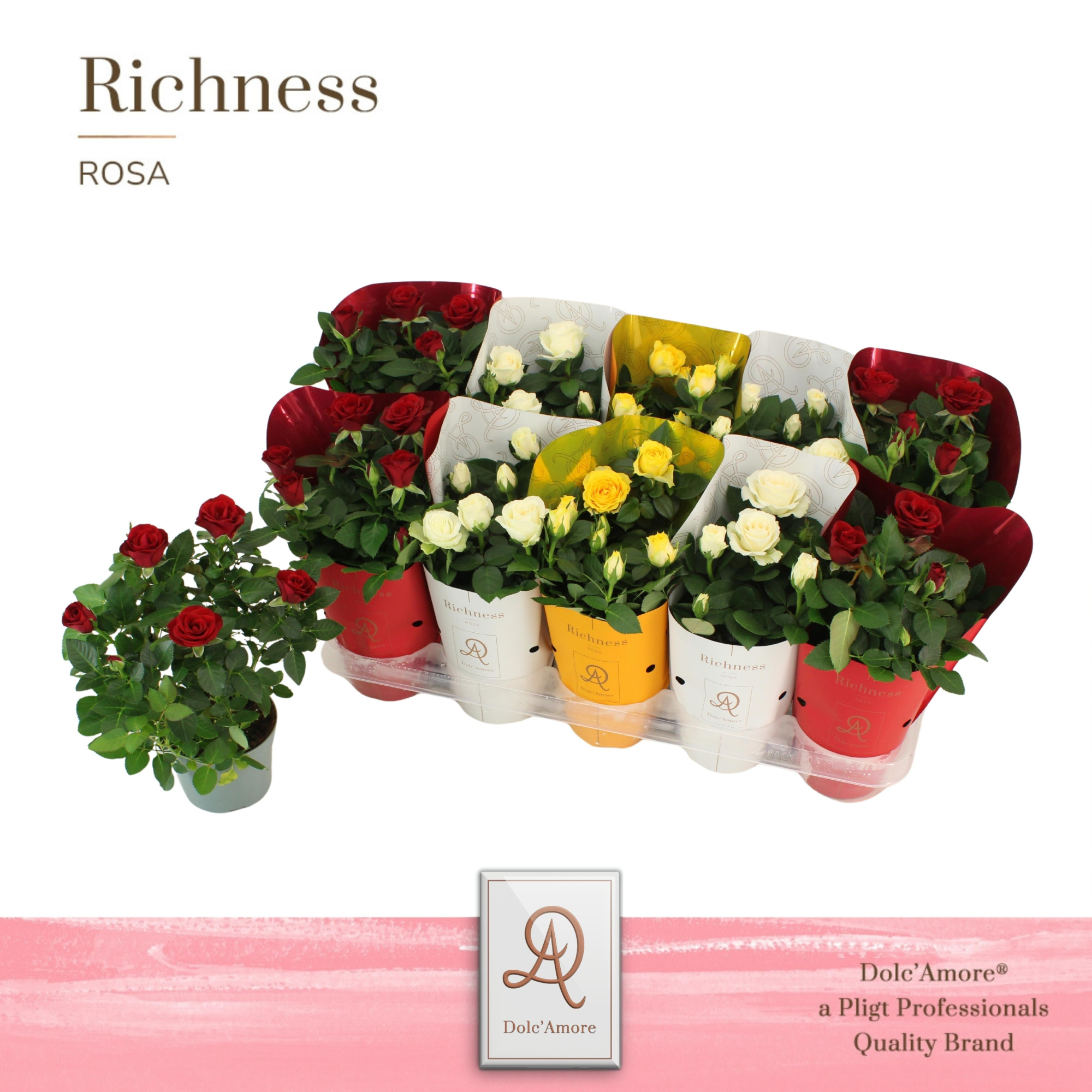 Potroos Verona Mix P10,5 Dolc'Amore® Metallic Ton Sur Ton, D 10,5 cm