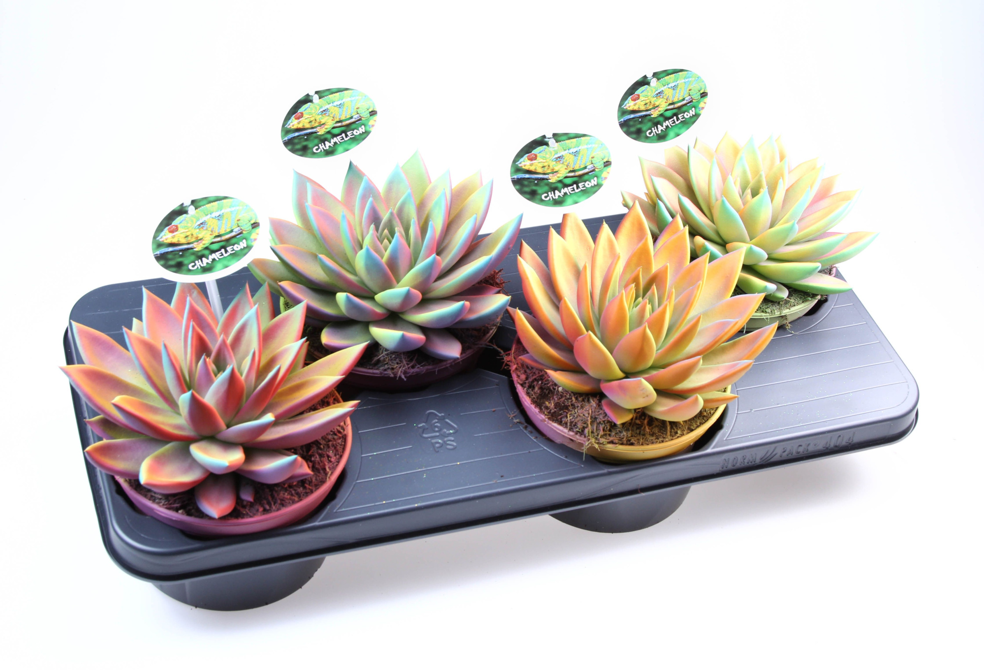 Miranda Chameleon special + etiket, D 15