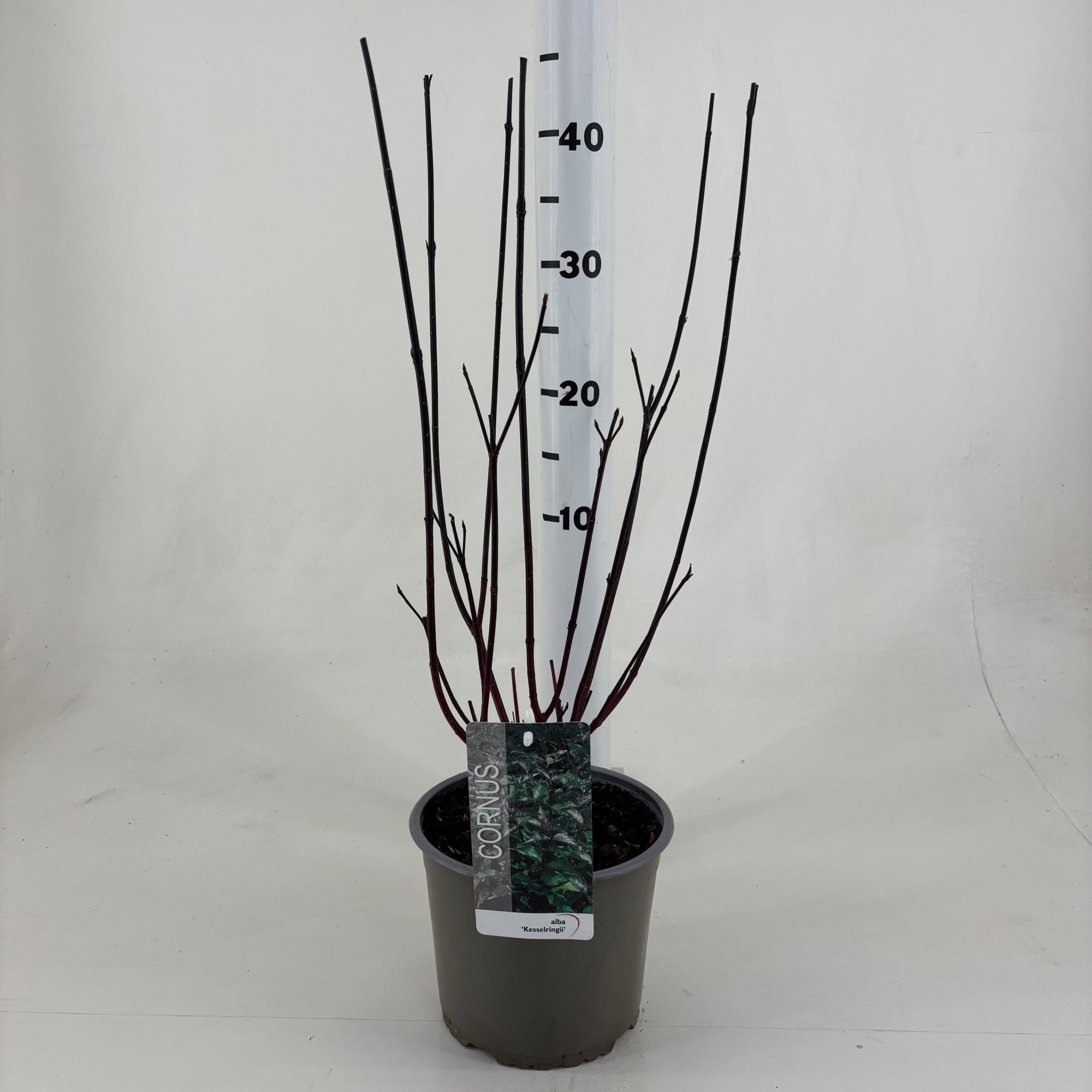 Cornus alba 'Kesselringii', D 19 cm