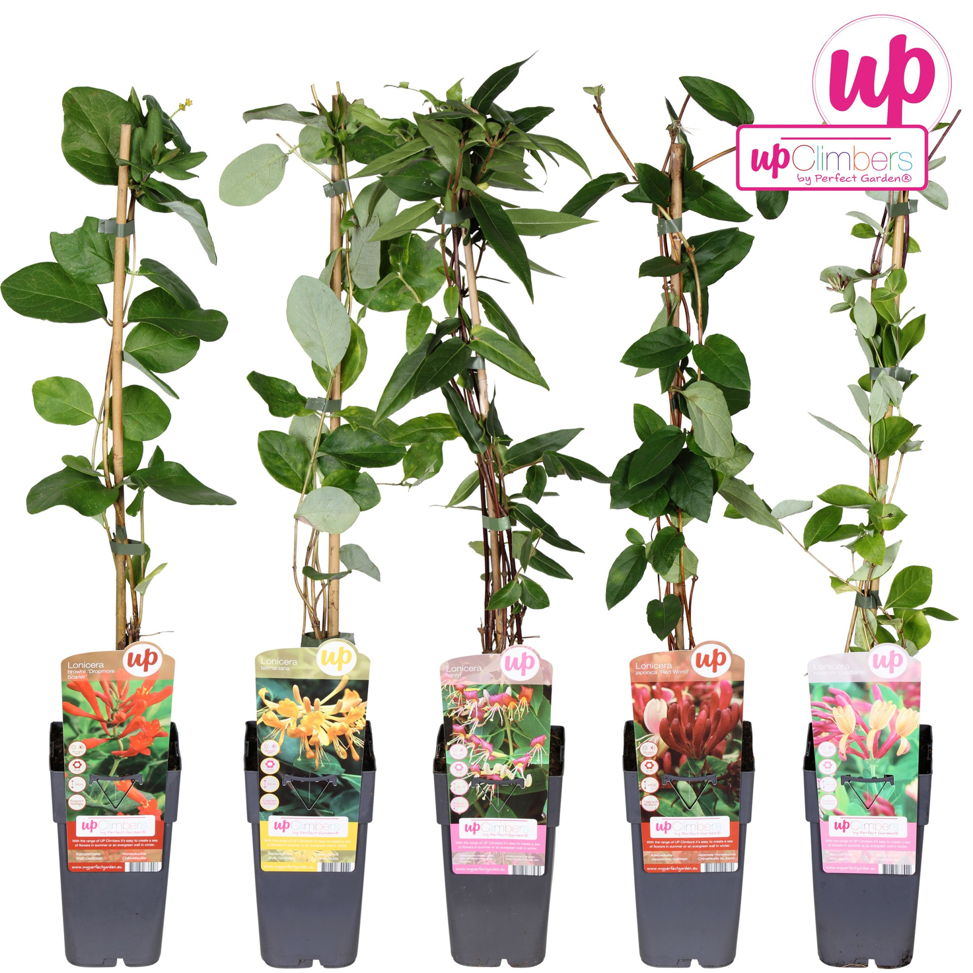 Lonicera mix tray P15, D 15 cm