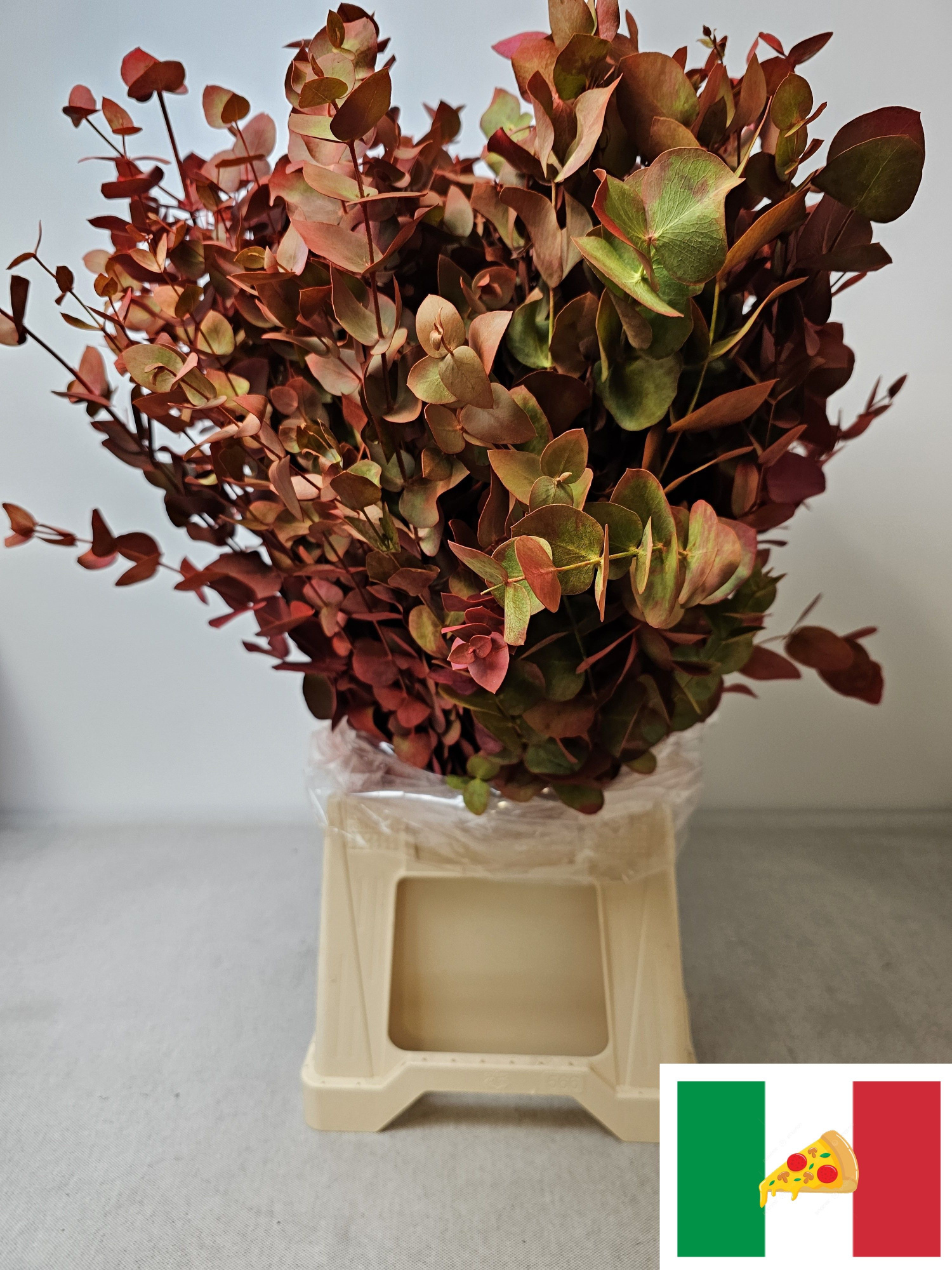 Эвкалипт Цинерея Крашеная за пучок 70, пуч.