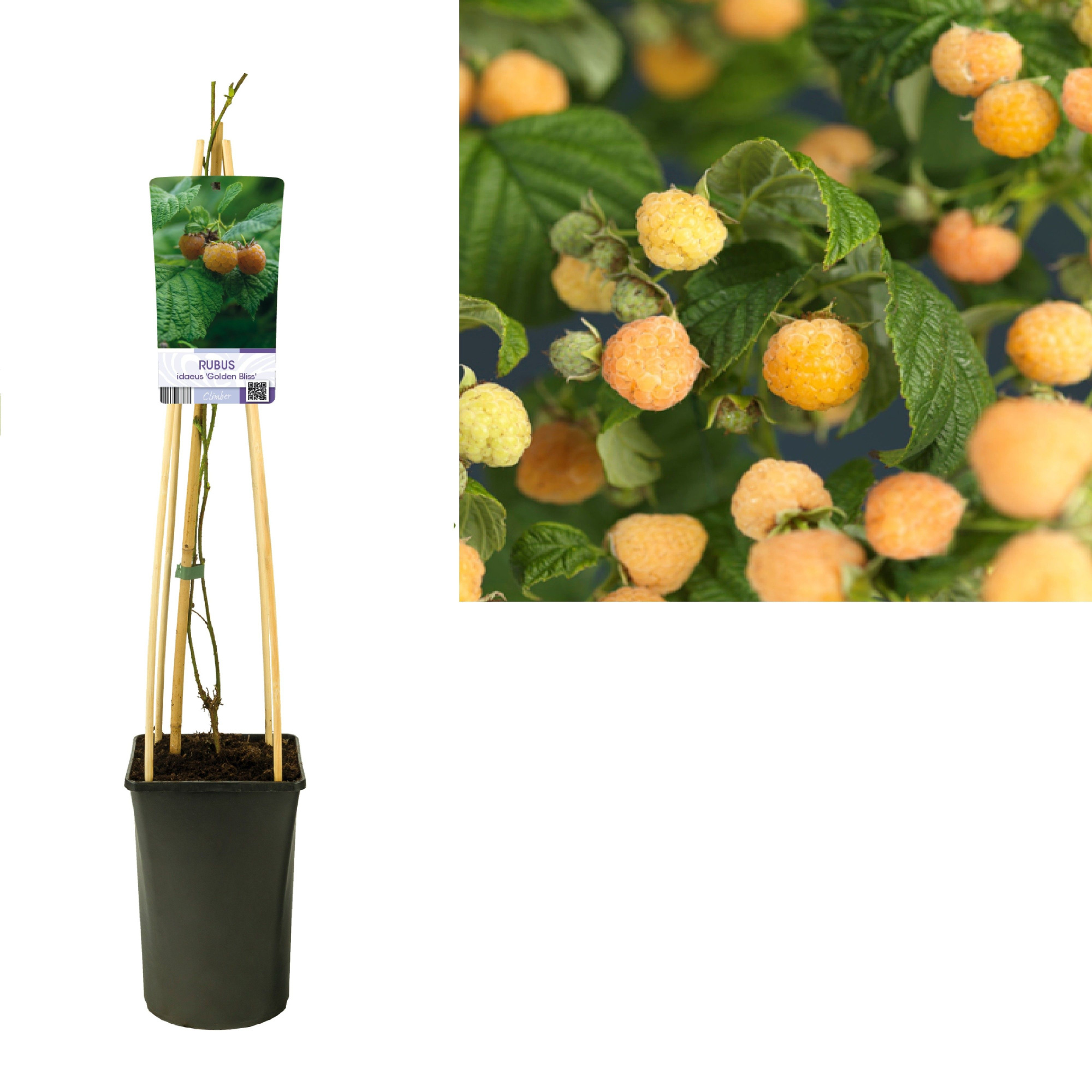 Rubus idaeus 'Golden Bliss' +light label, D 17 cm