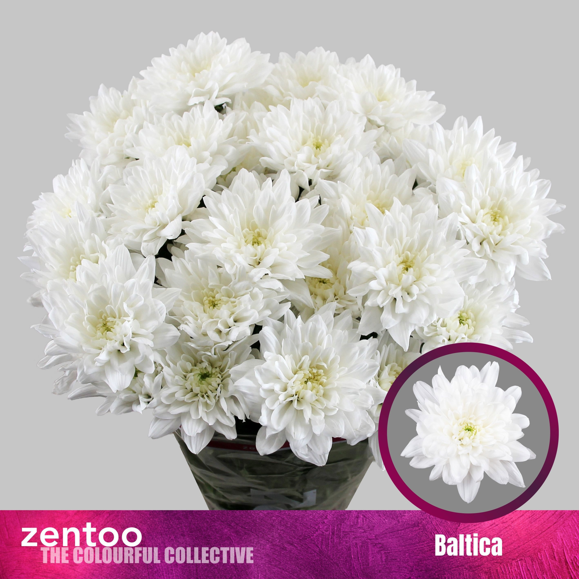 Хризантема куст. Балтика 70 (бел.), шт.