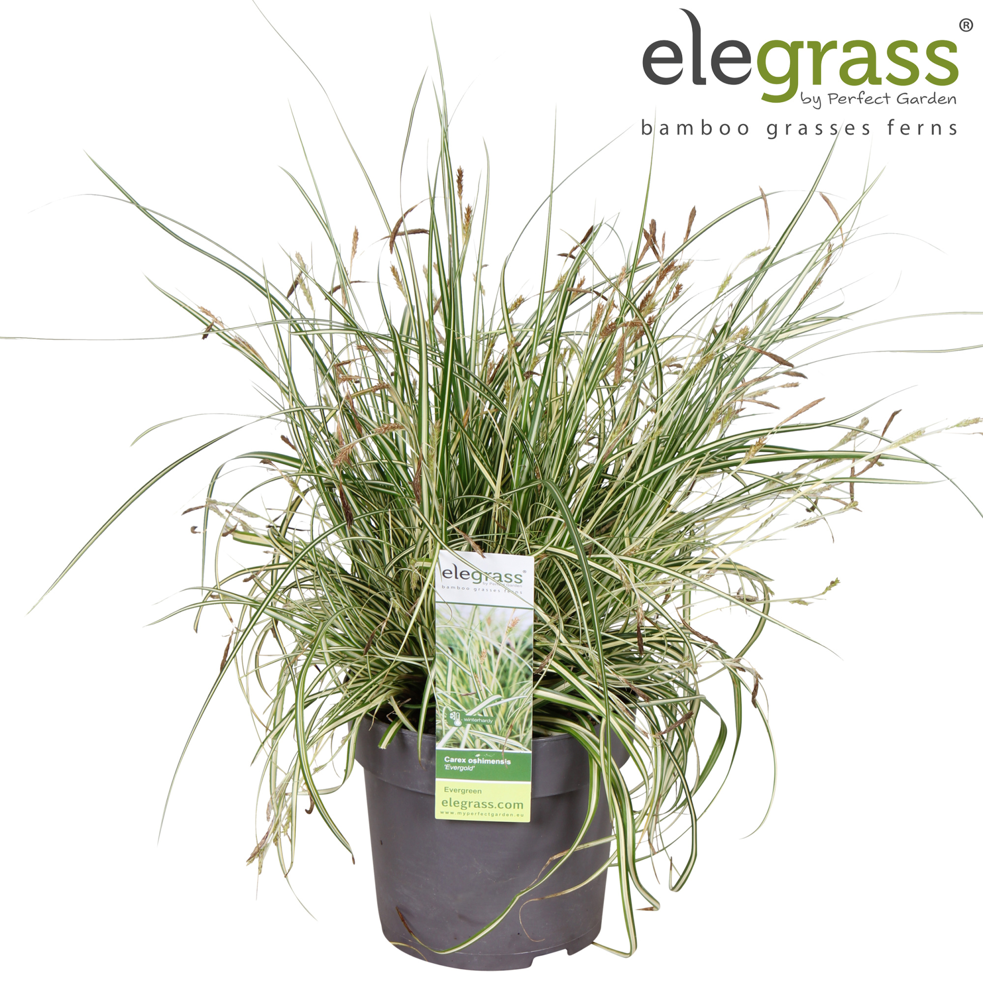 Carex hachijoensis 'Evergold' P14, D 14