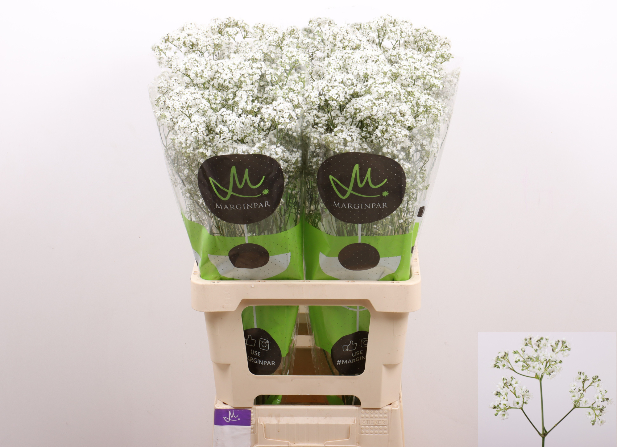 Гипсофила Миллион Дэйзи 70, шт.