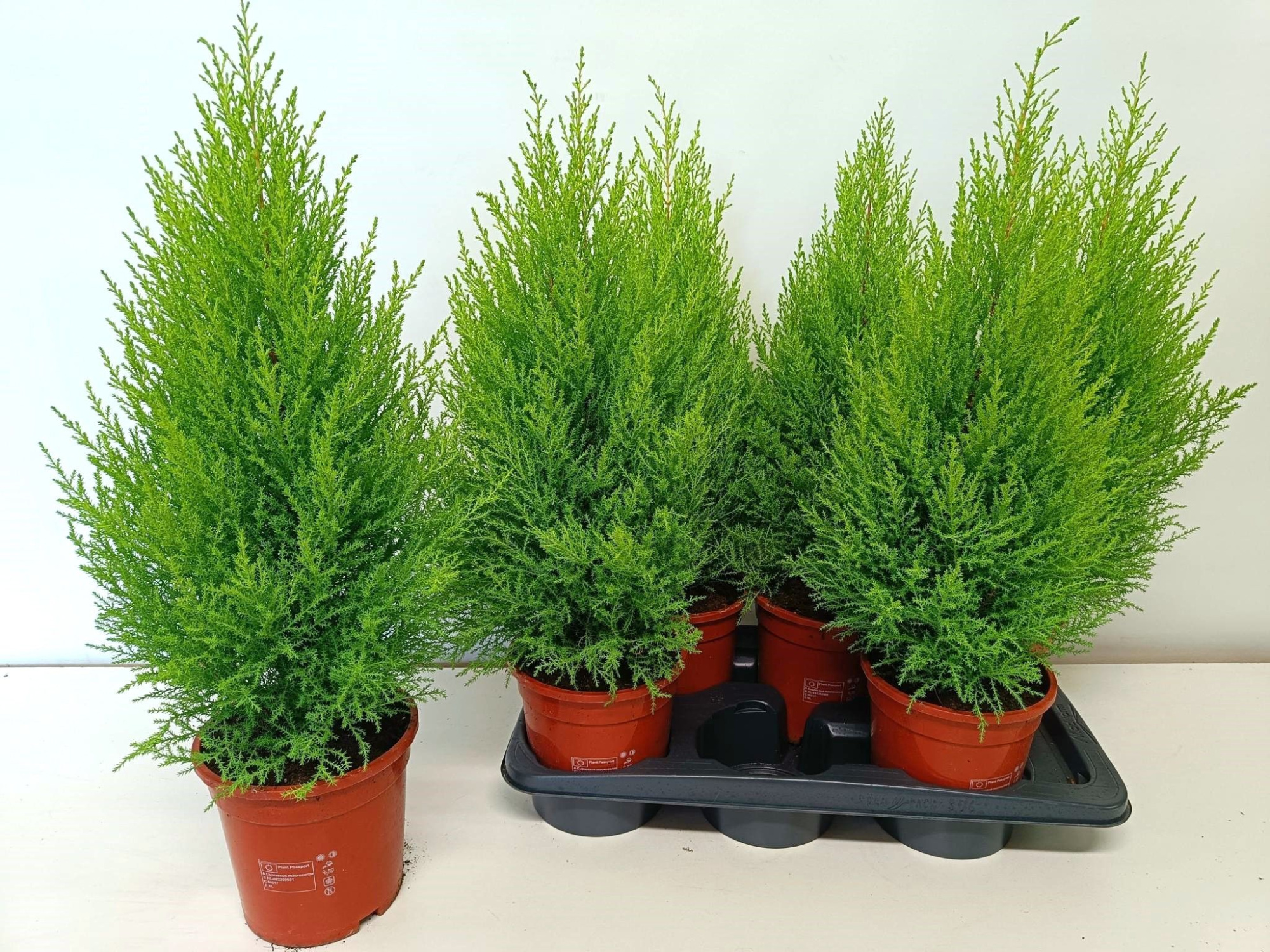 Cupressus Goldcrest Wilma "p17 piramide", D 17 cm