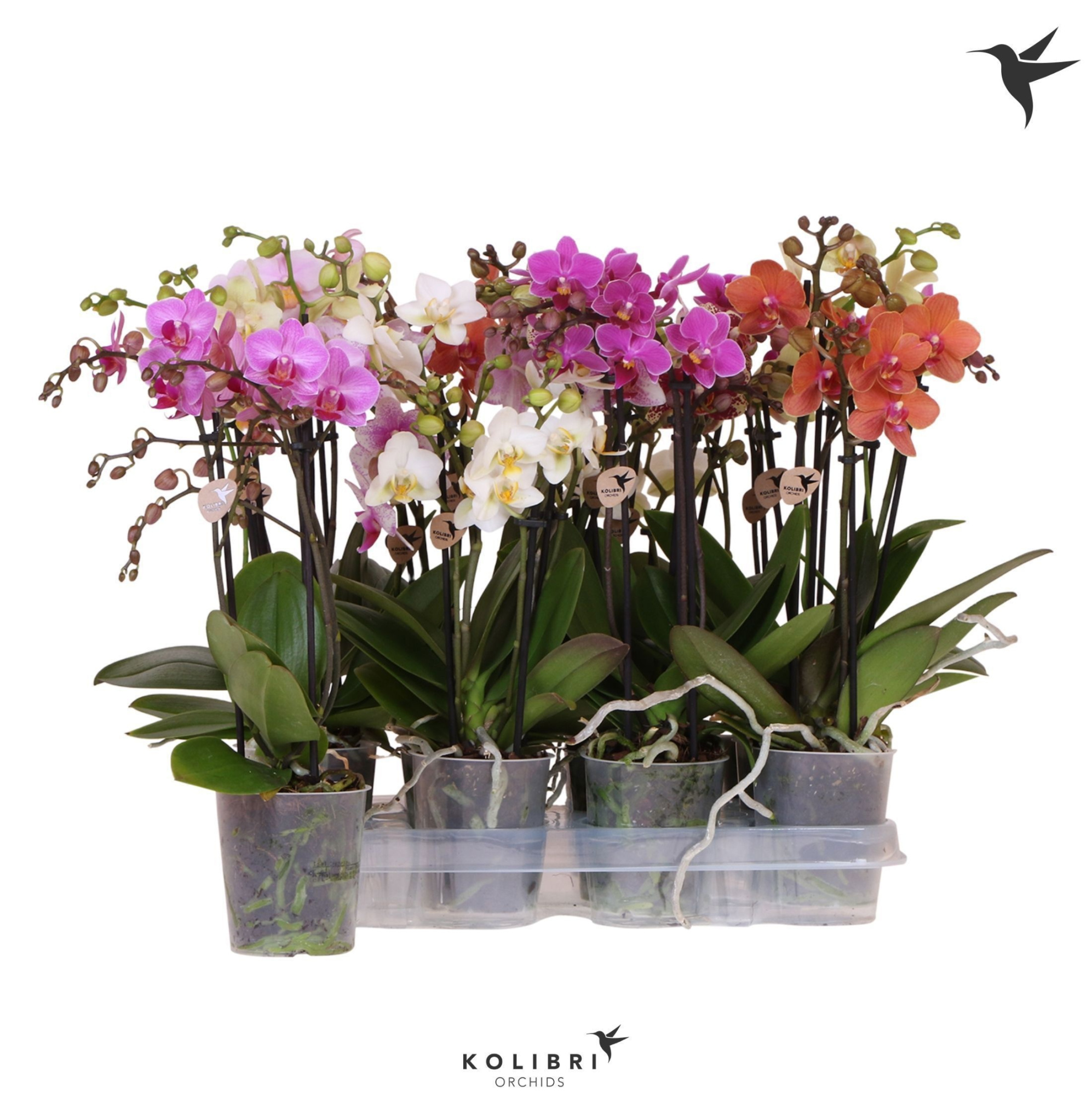 Kolibri Orchids Phalaenopsis Mix 3 spike no label, D 9