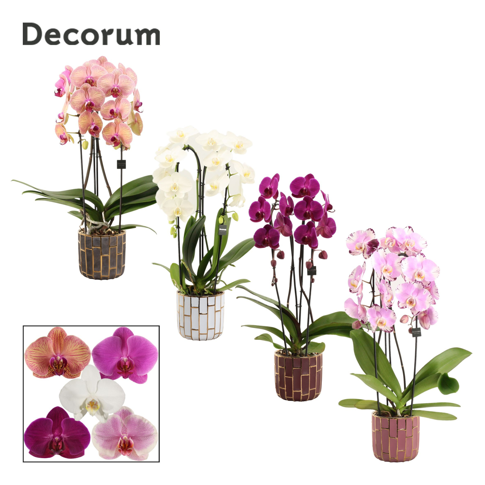 Phalaenopsis cascade 2 tak mix in Pascalle (Luxury world-collect, D 12 cm