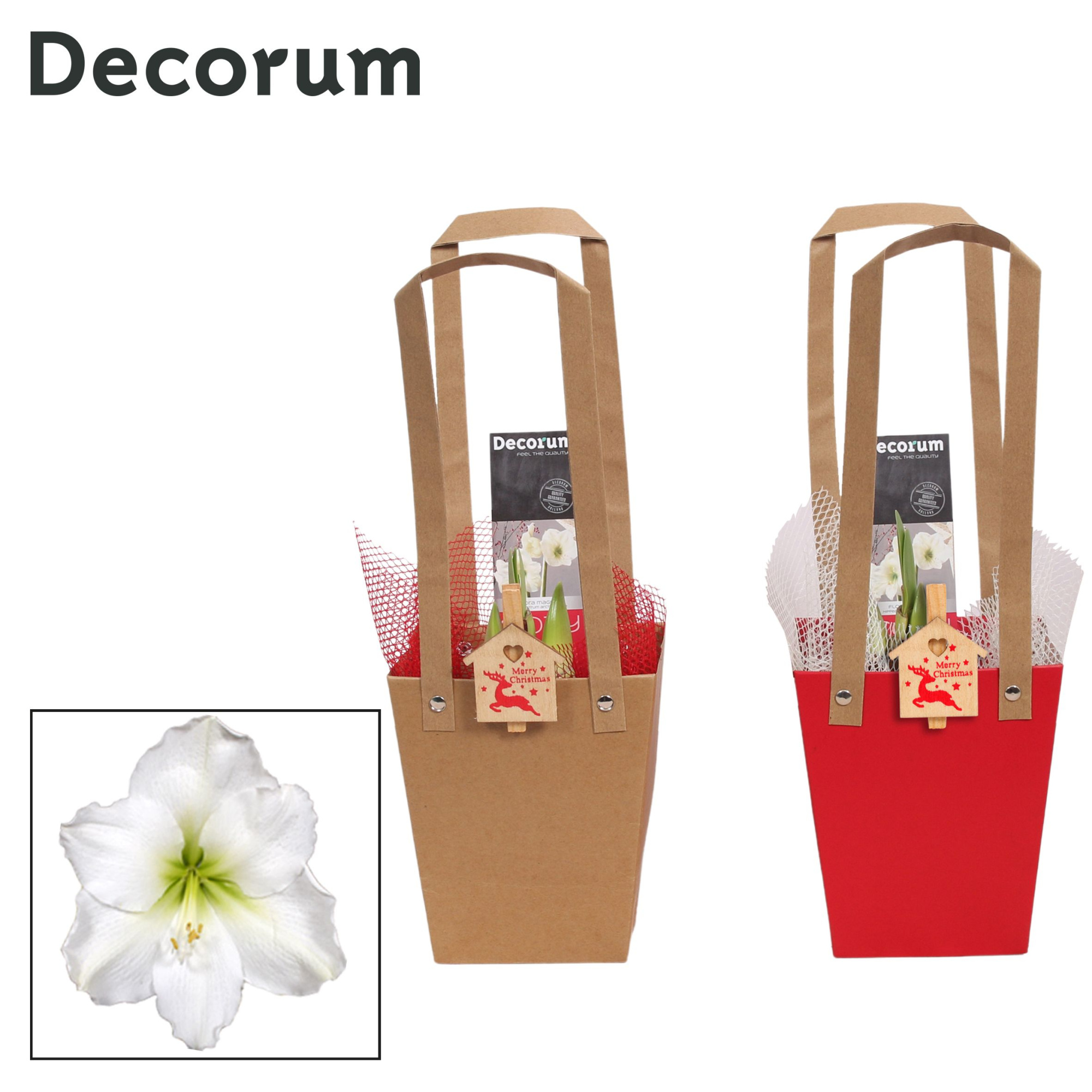 Amaryllis Wit 2 Knop in Giftbag KERST (Decorum), D 12 cm