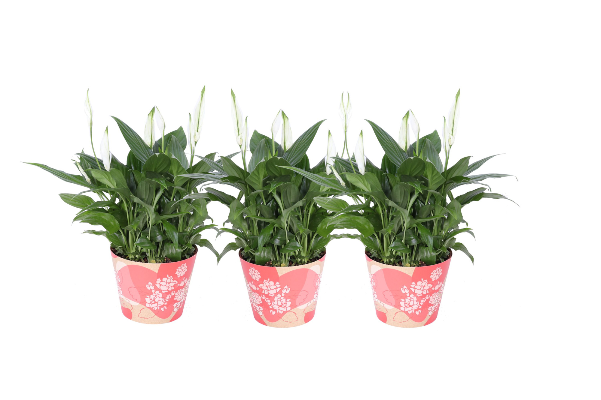 KP-849.6 RD - Spathiphyllum in waterdichte rode smartcup, D 15 cm