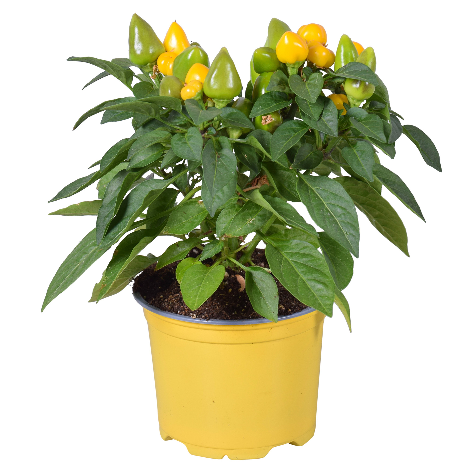 Capsicum Samba Geel, D 12 cm