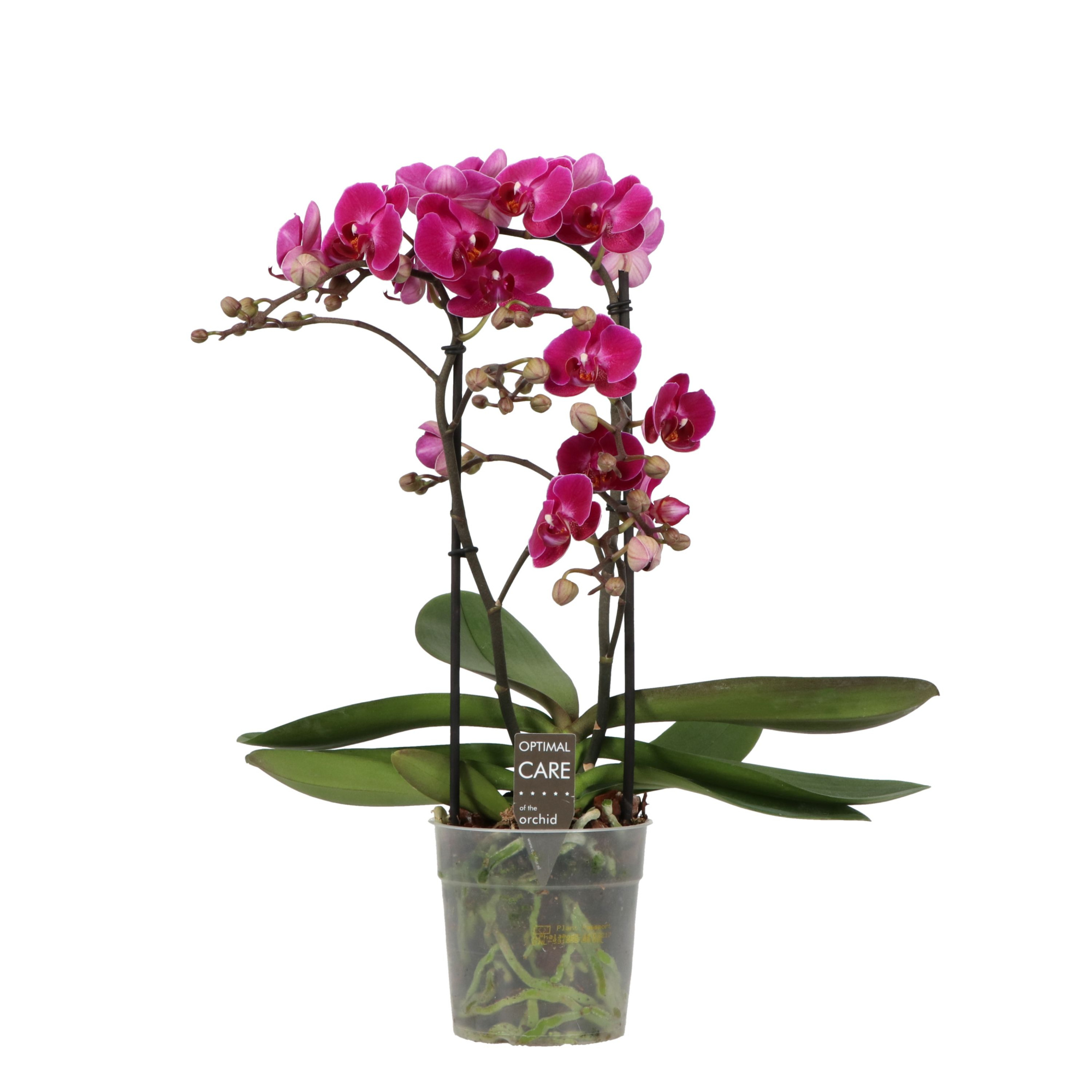 Colours P12 Morelia 2 spike, D 12 cm