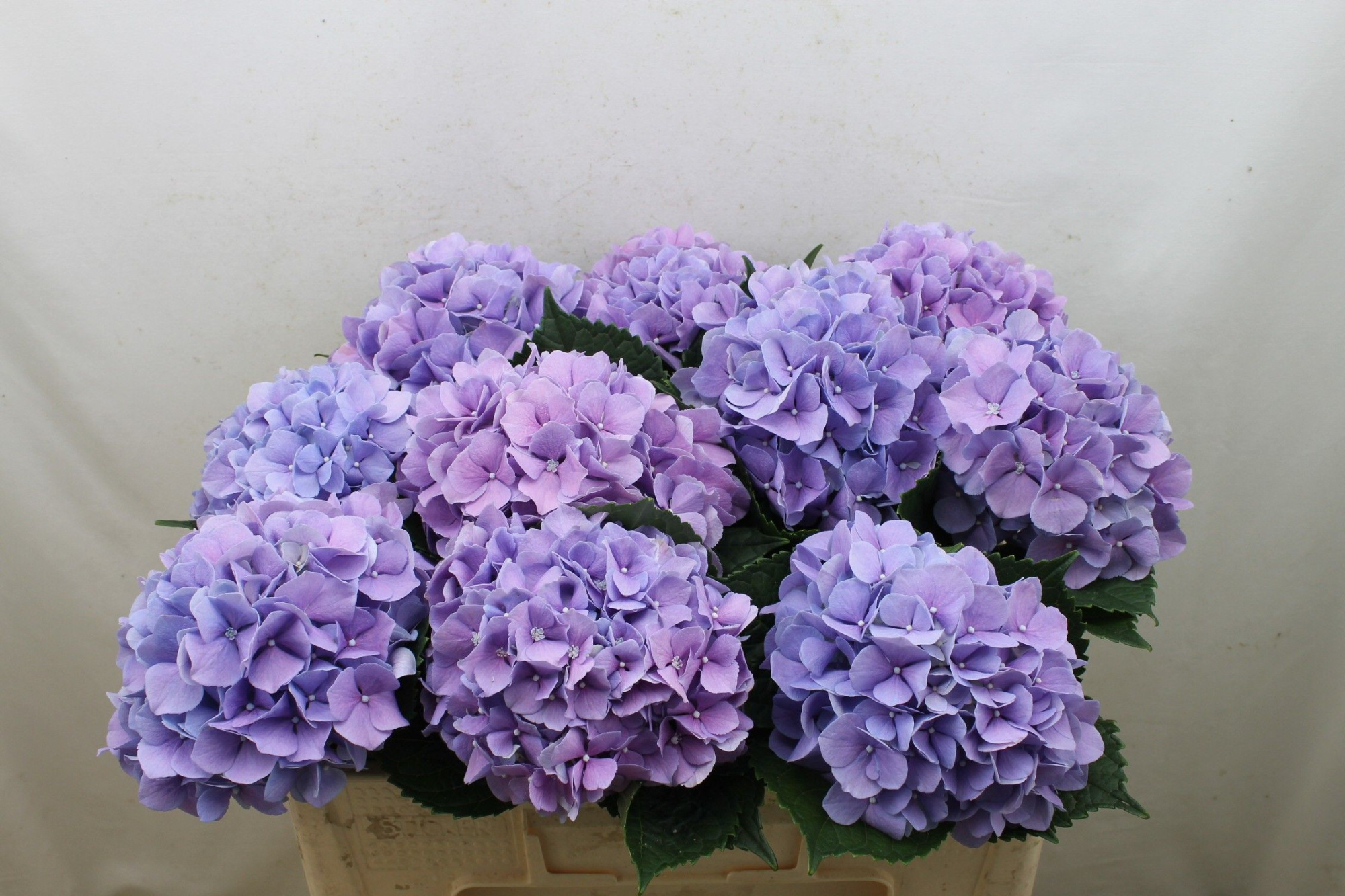 Гортензия Роял Бенефит 50, шт.