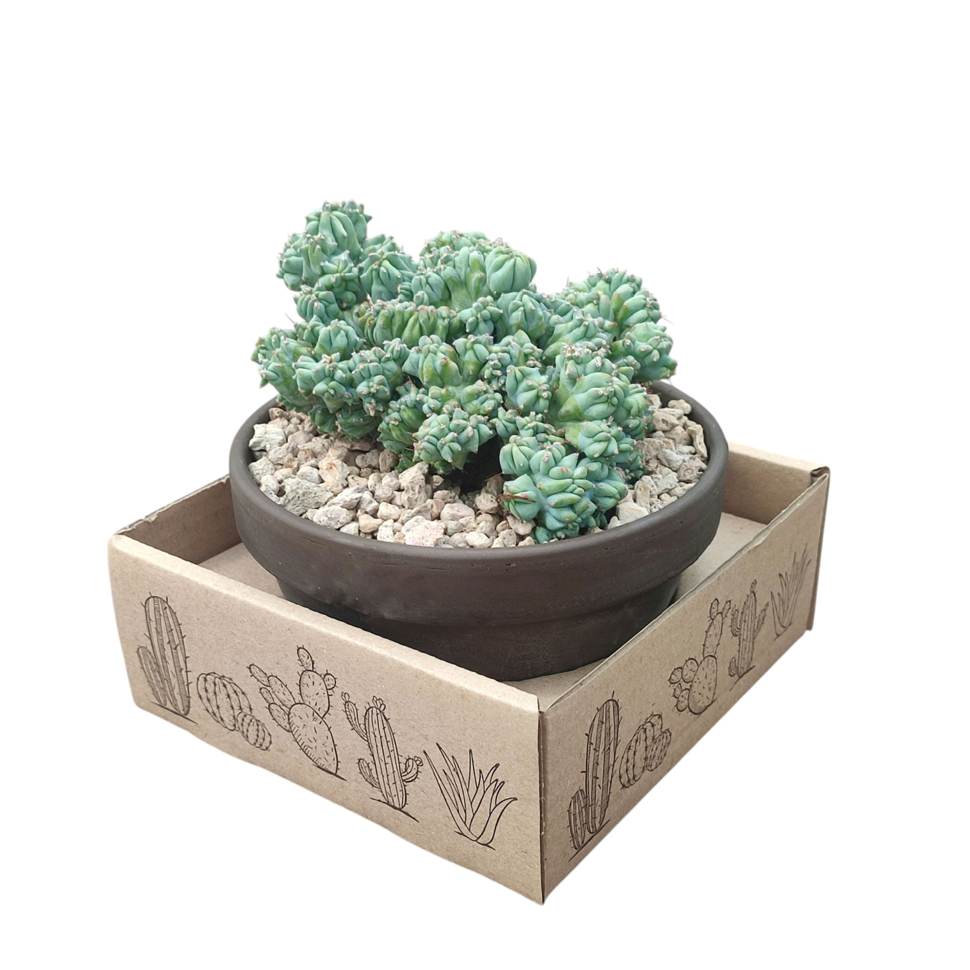 MYRTILLOCACTUS GEOMETRIZANS CRESTATO - BASALT BOWL Ø 15 - IN CARDBOARD BOX 15X15 CM (CACTUS), D 15 cm